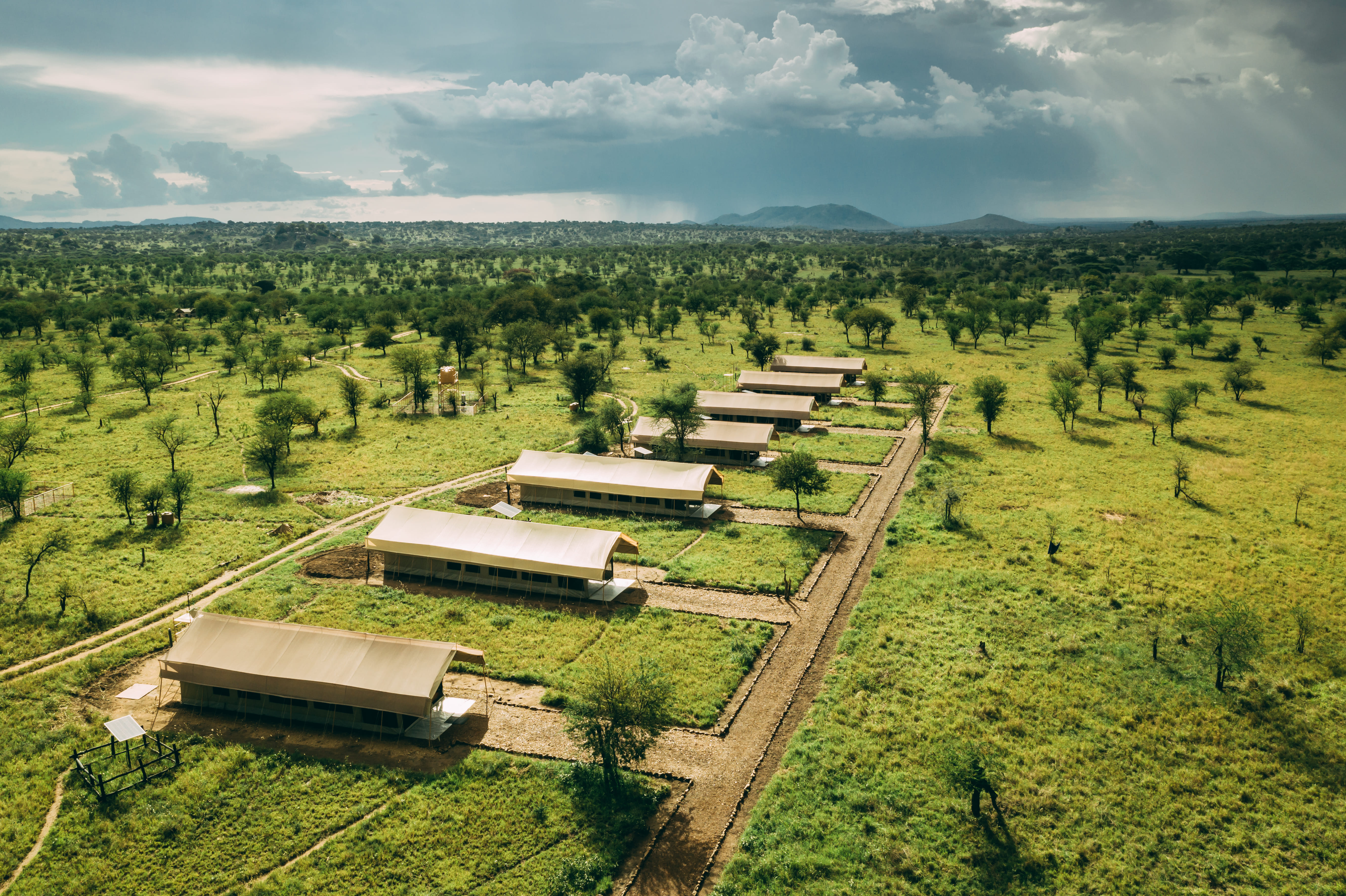 Tortilis Serengeti