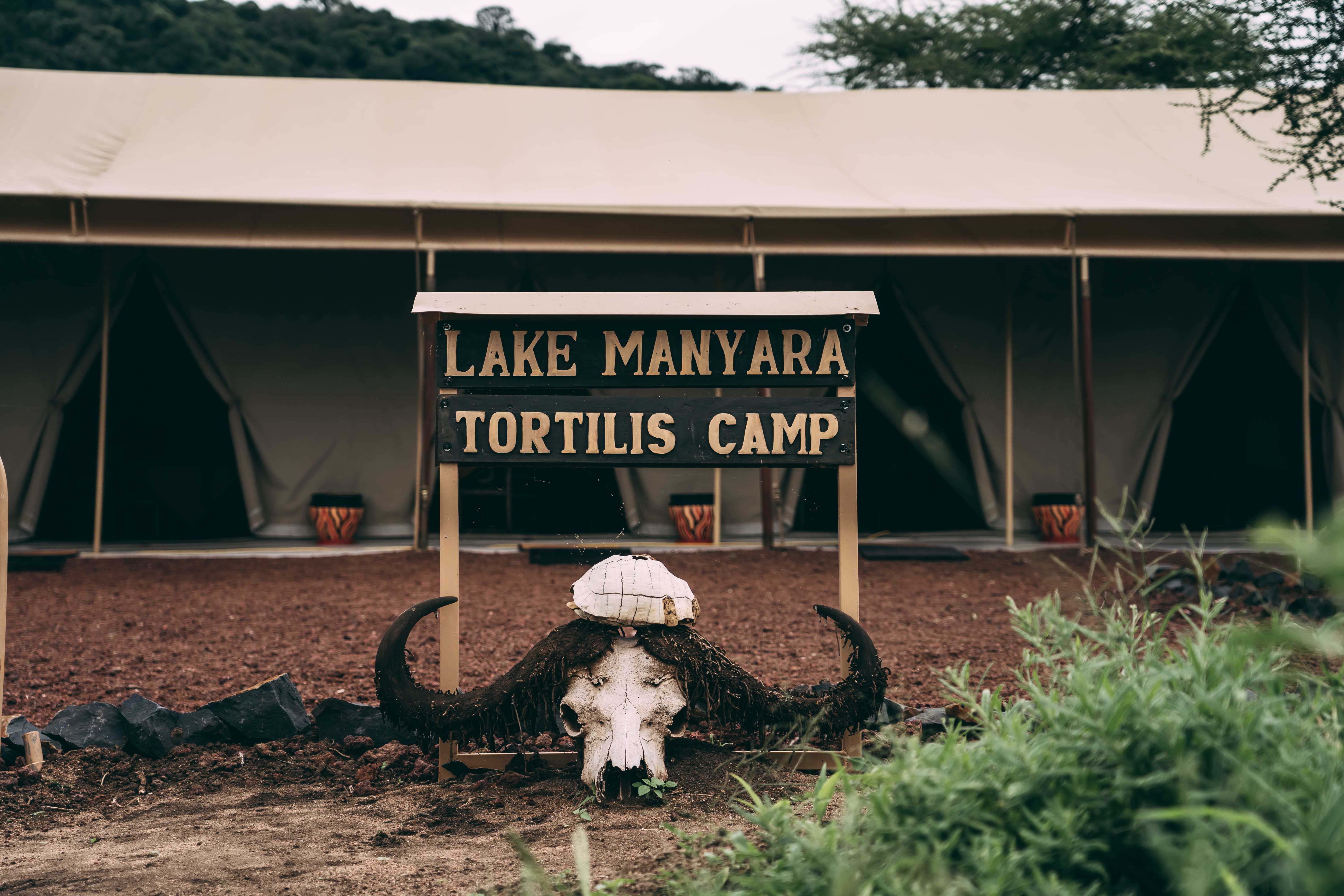 Tortilis Manyara