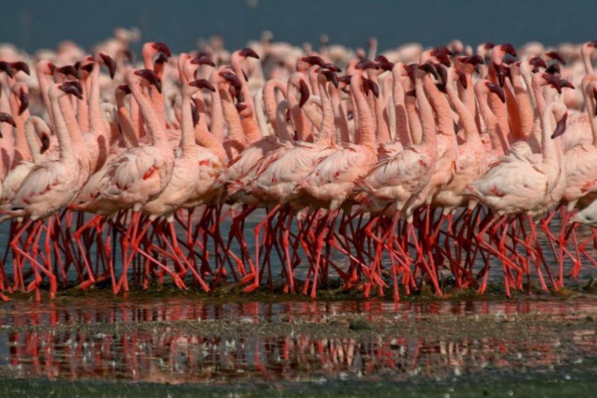 Lake Manyara National Park