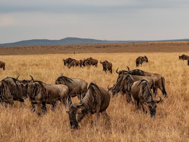 Serengeti National Park — 2