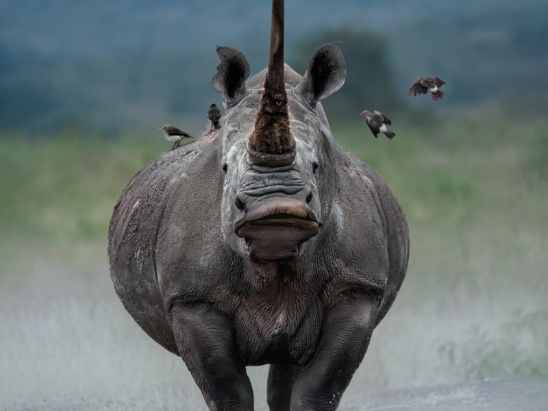 Ngorongoro Conservation Area — 1