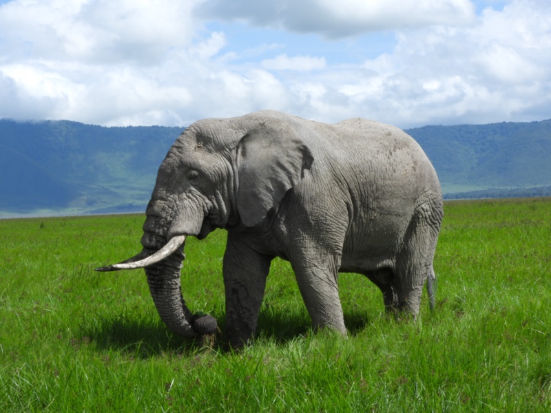 Ngorongoro Conservation Area — 2
