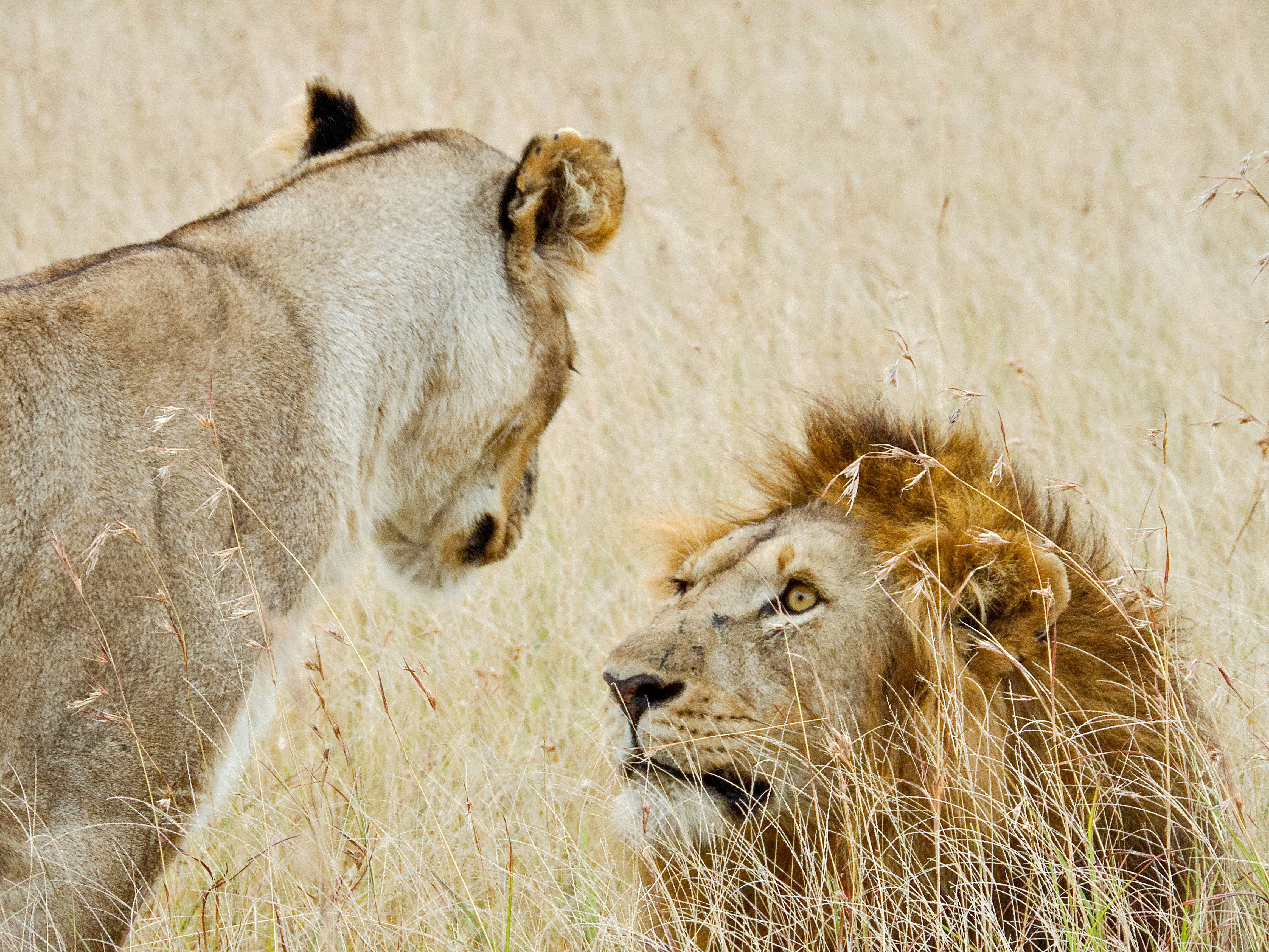 Ngorongoro Conservation Area