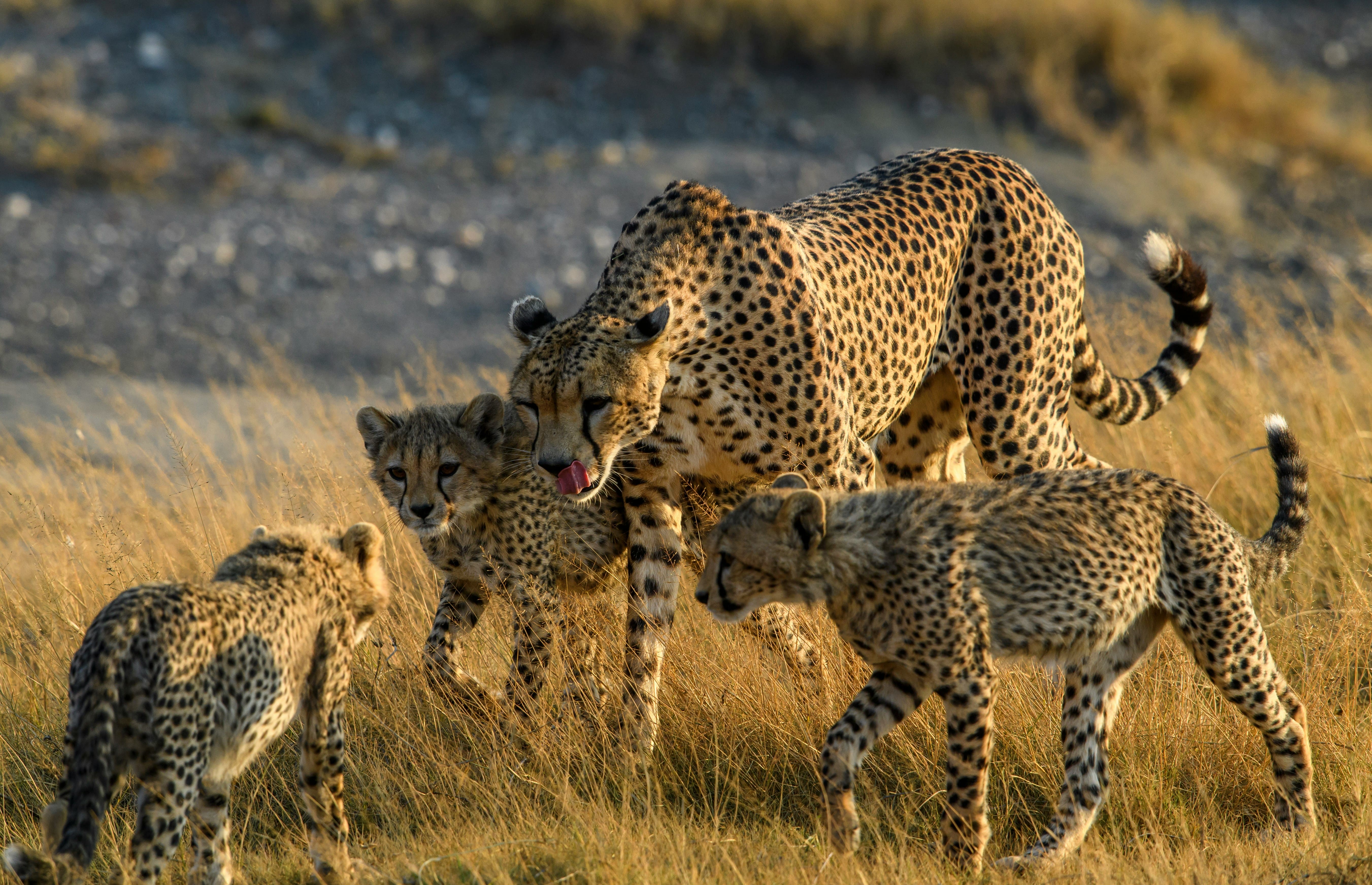 Day 1 — Fly Into Serengeti National Park