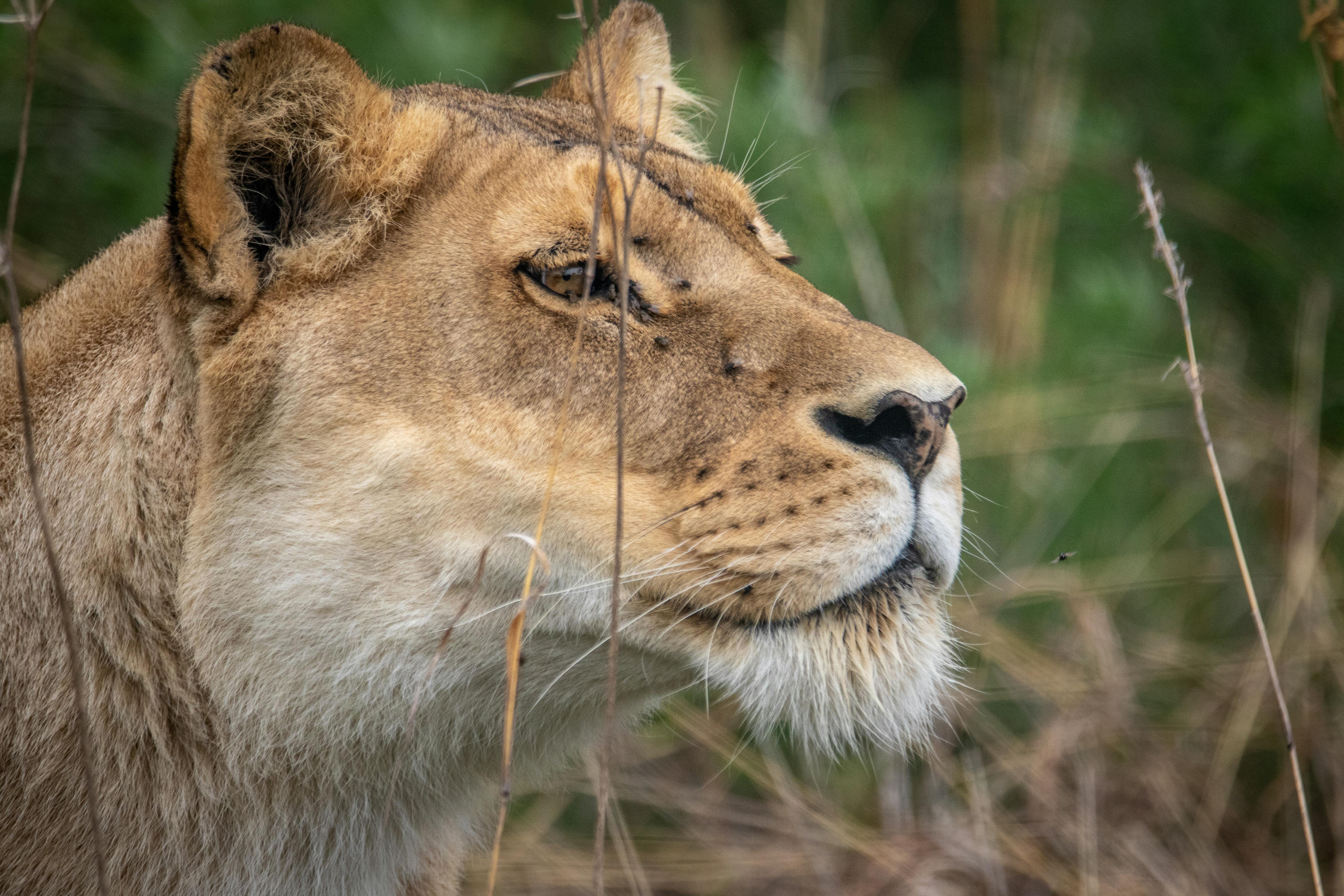 Day 1 - Arusha – Tarangire National Park