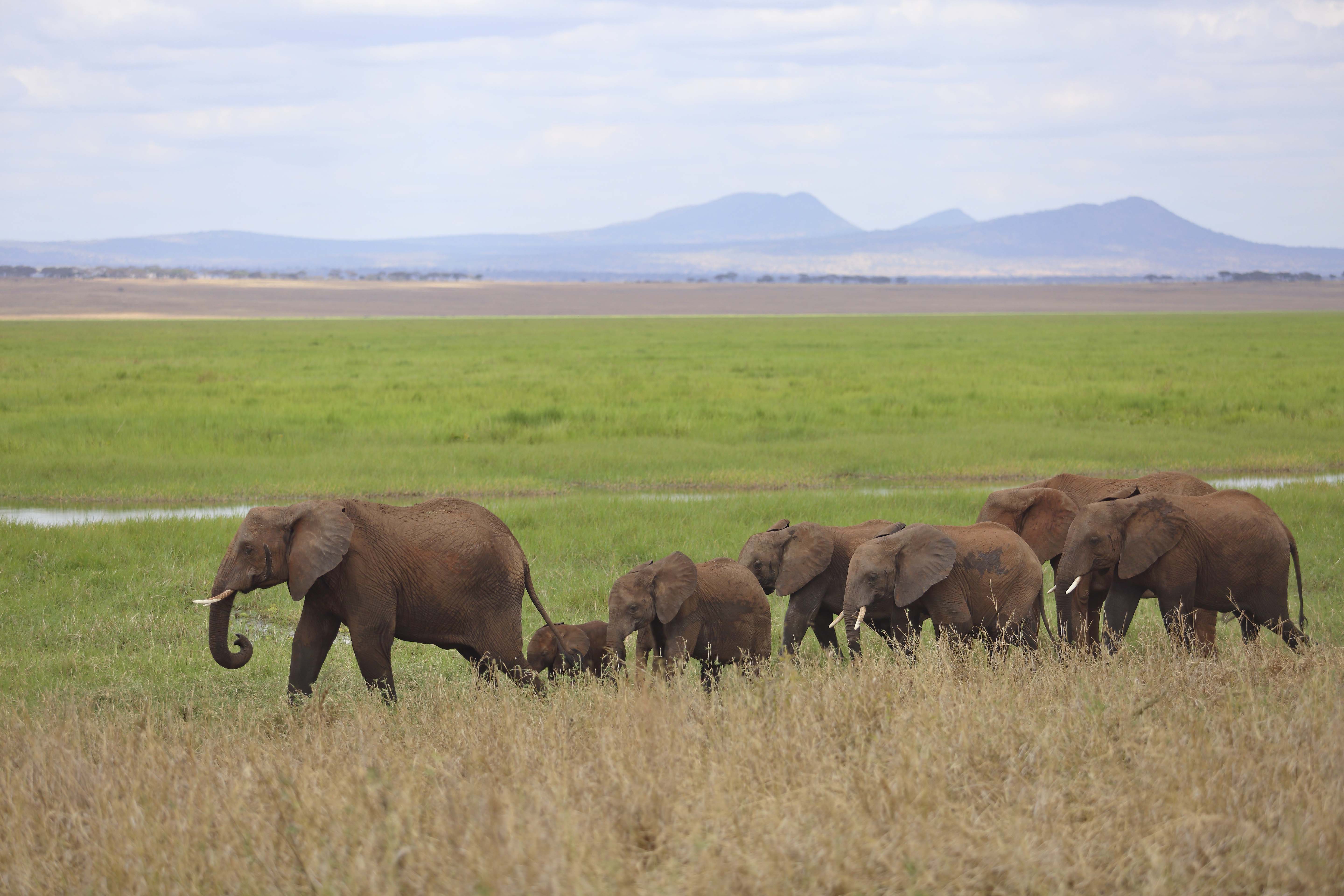 Day 1 —  Arrival – Tarangire National Park