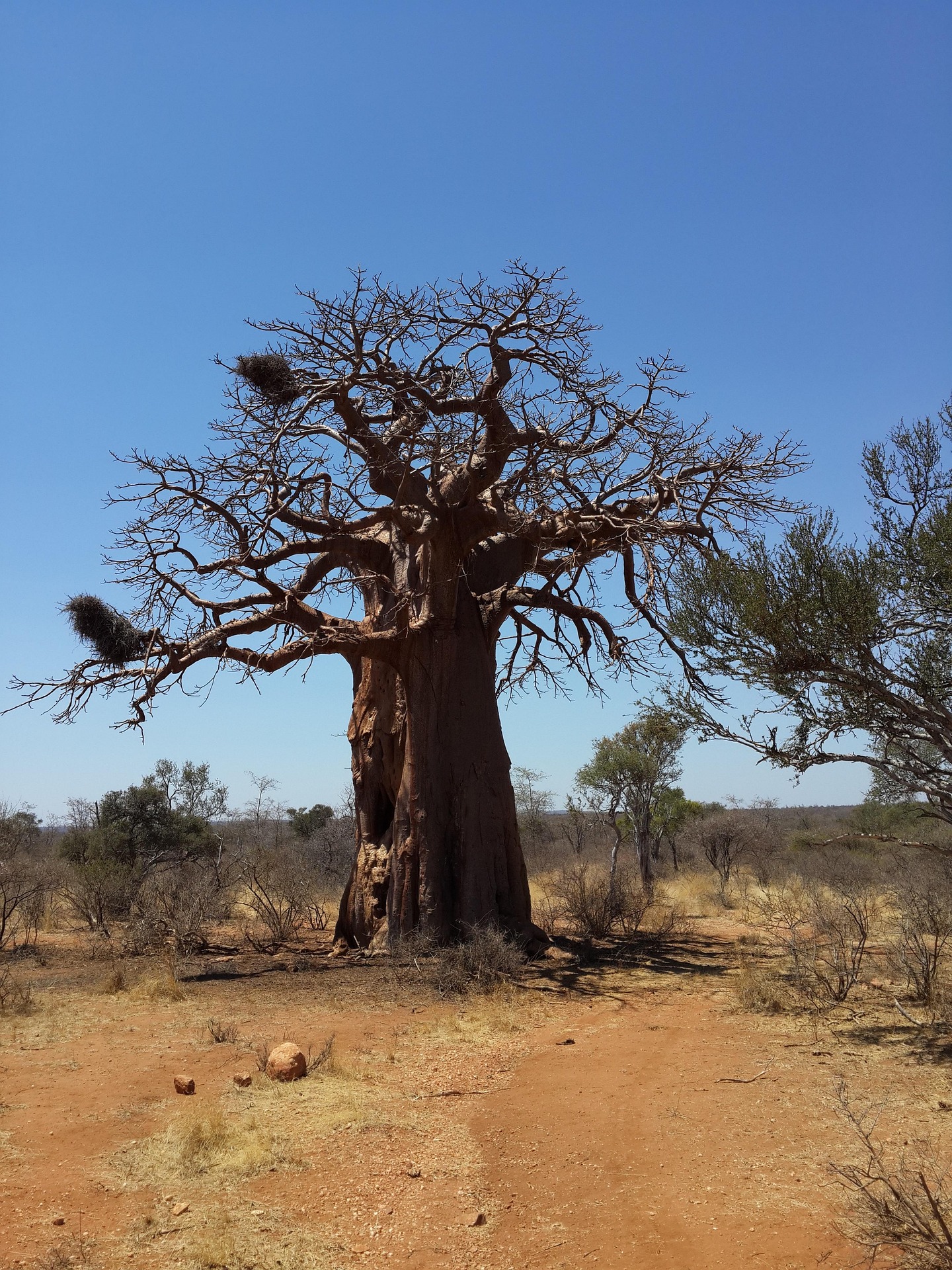 Day 1 - Tarangire day safari
