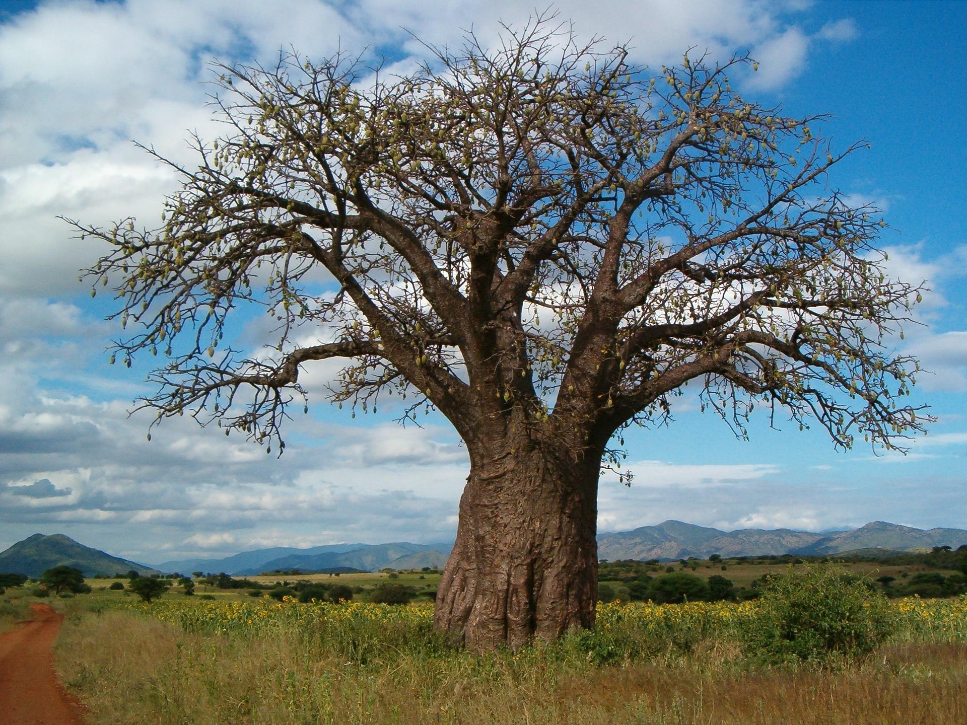 Day 1 -  Arrival – Tarangire National Park