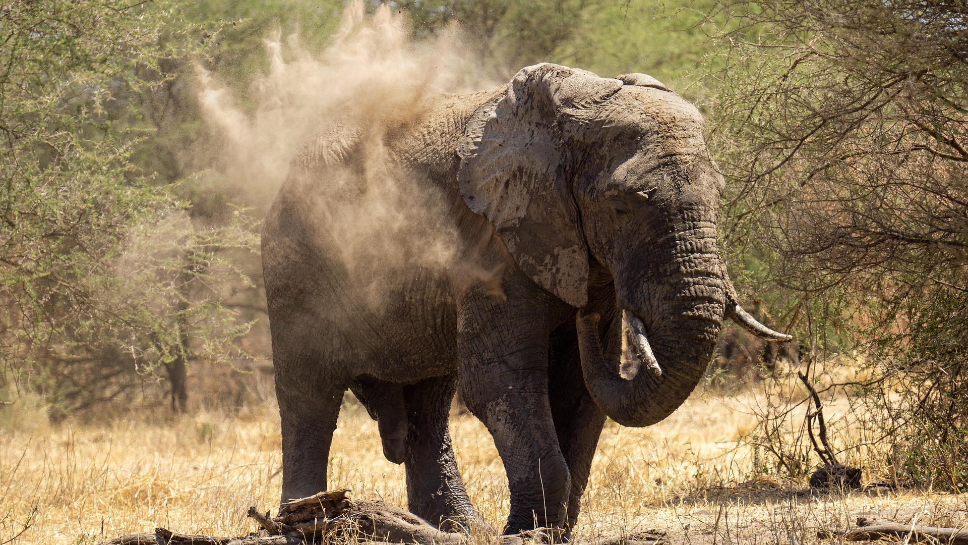 Day 1 - Arusha – Tarangire National Park