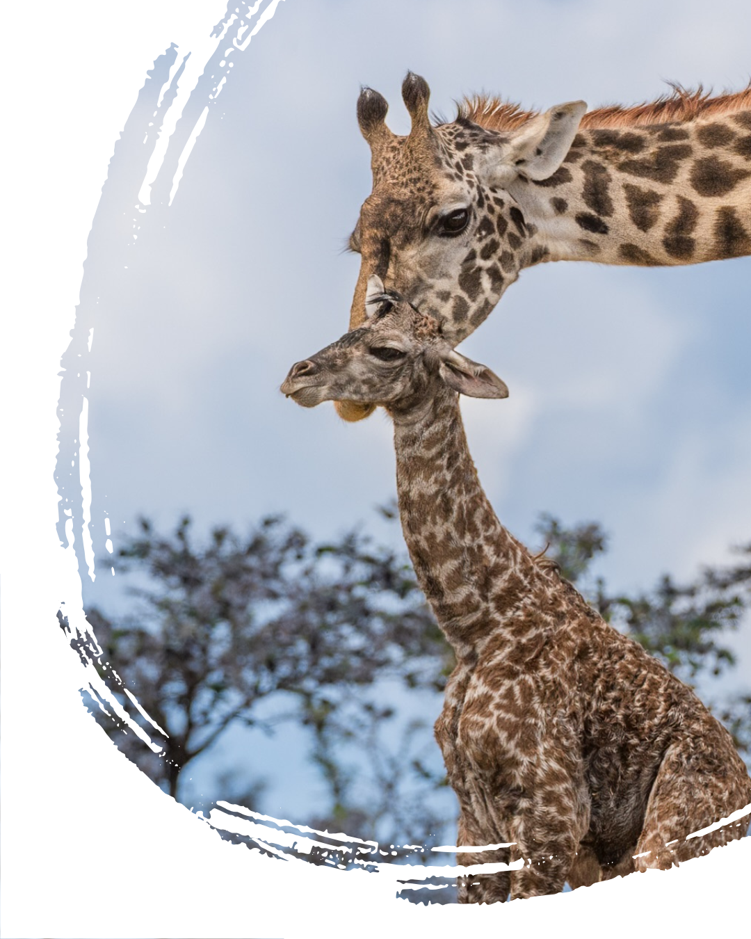 Serengeti National Park - Image 1