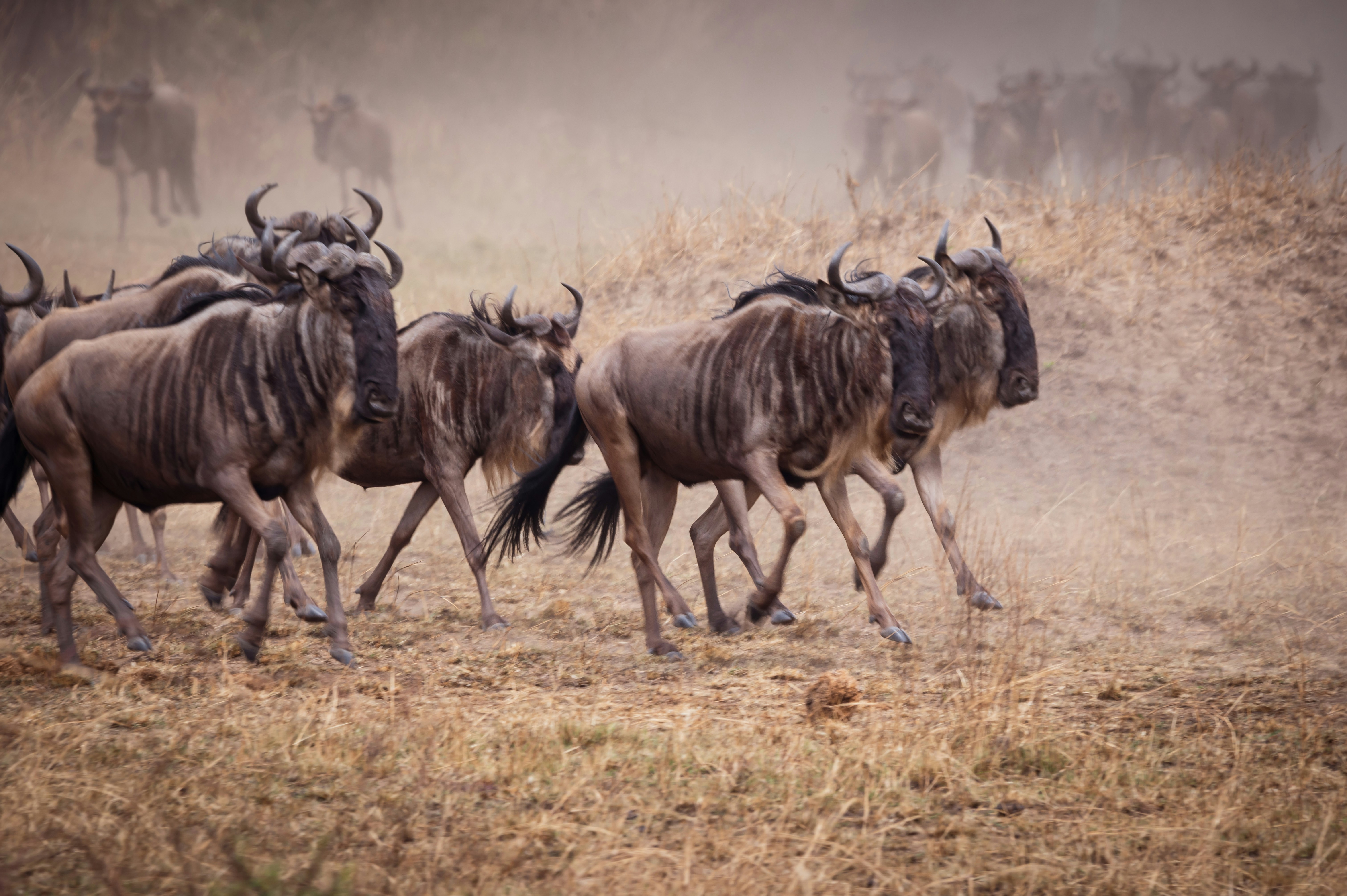 Day 1 - Fly Into Serengeti National Park