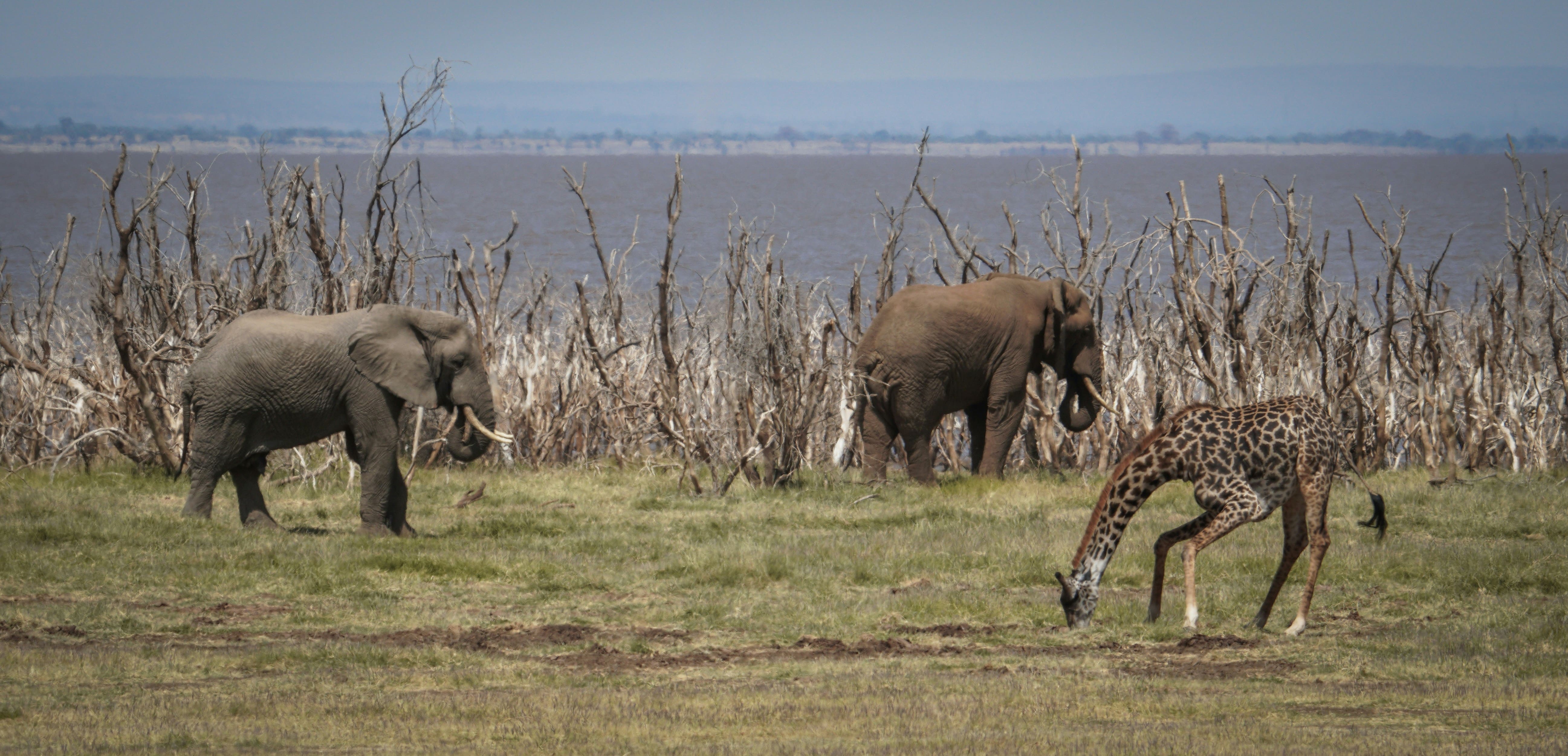 Day 1 — Day Lake Manyara Safari Experience