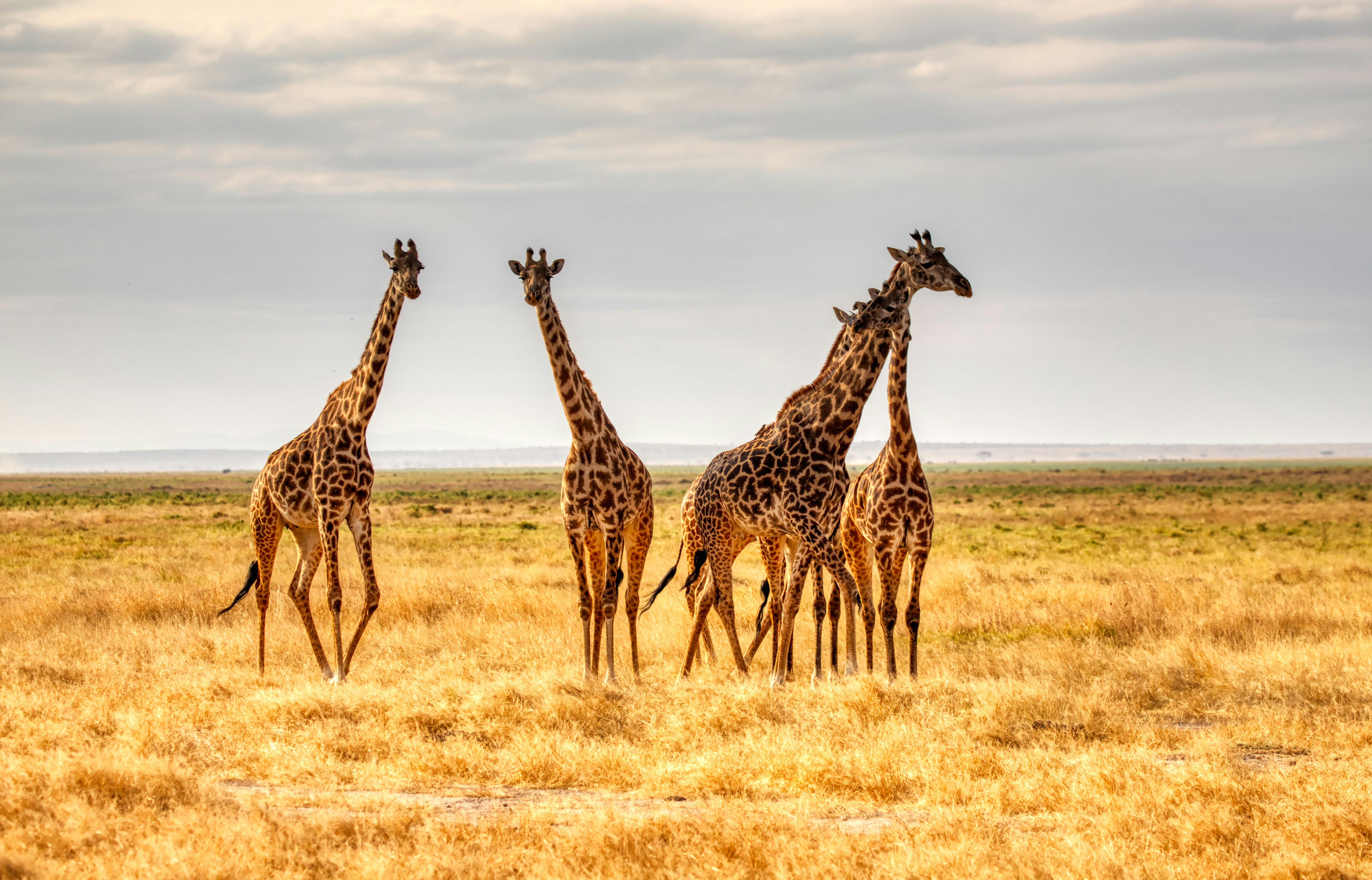 Day 1 -  Arrival – Tarangire National Park