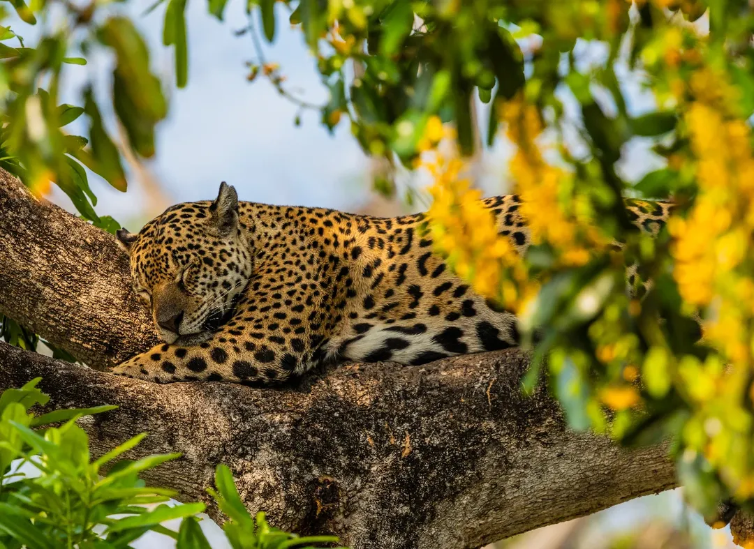 Safari in Tanzania