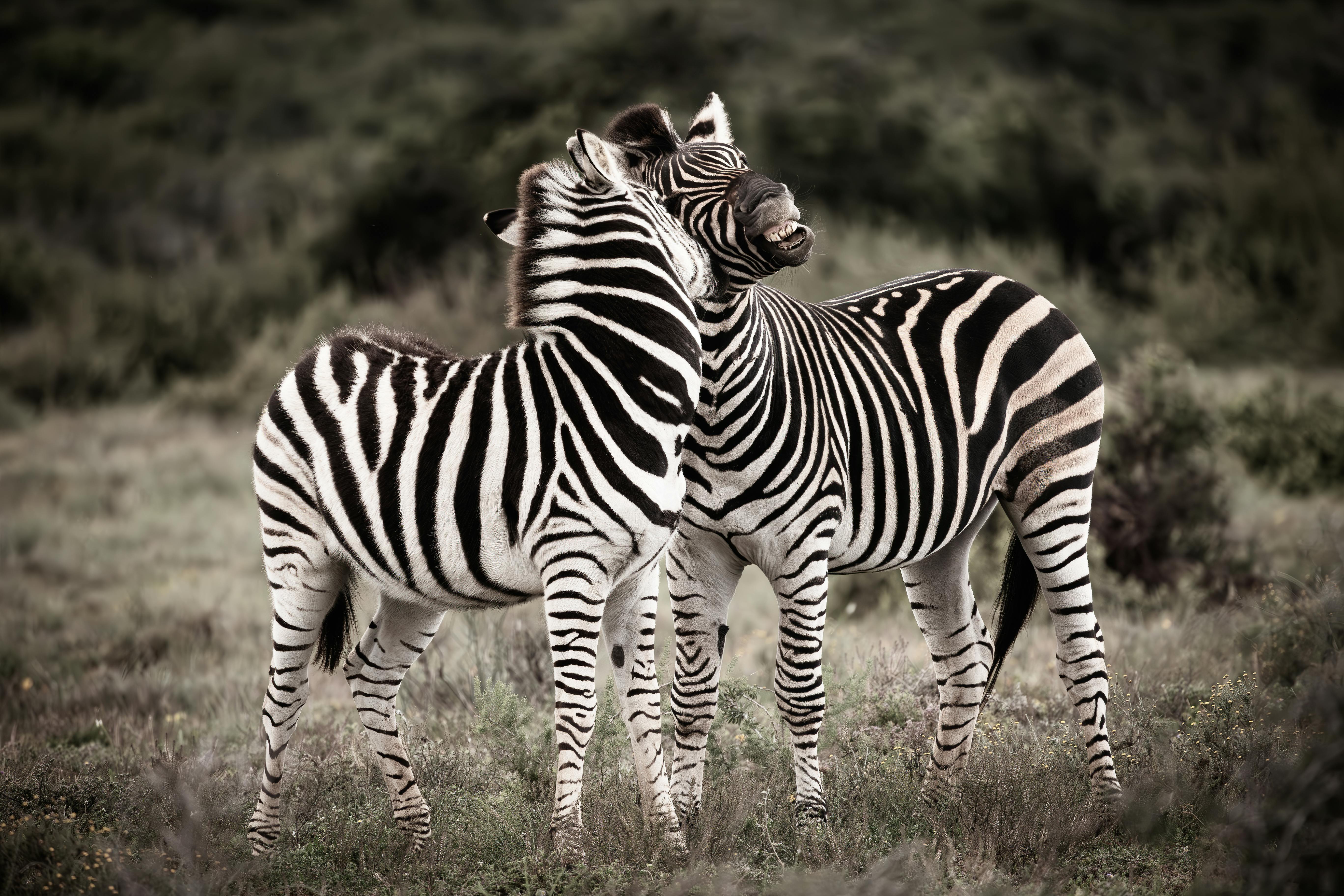 Day 1 - Arusha – Serengeti National Park