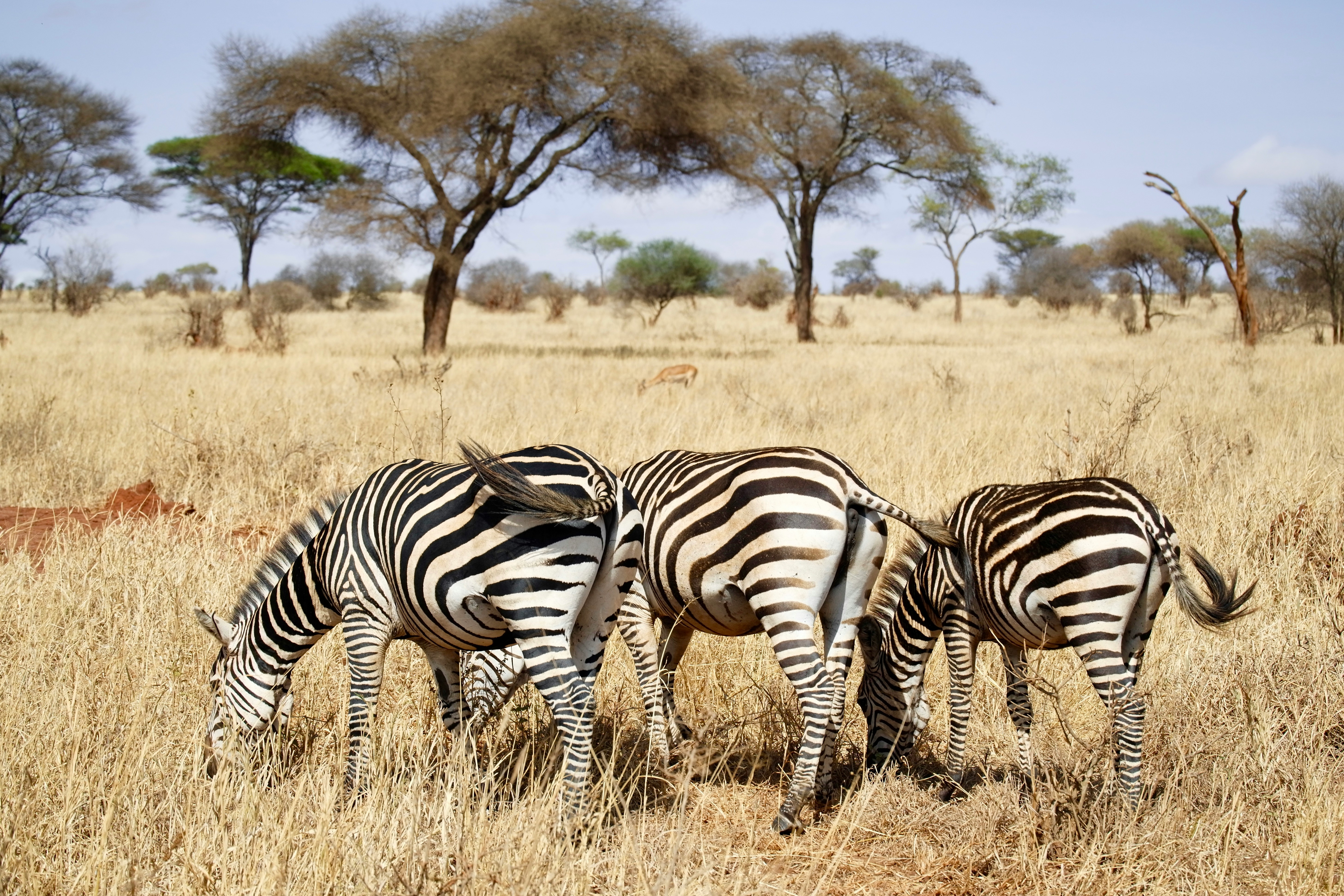 Day 1 - Arusha – Tarangire National Park