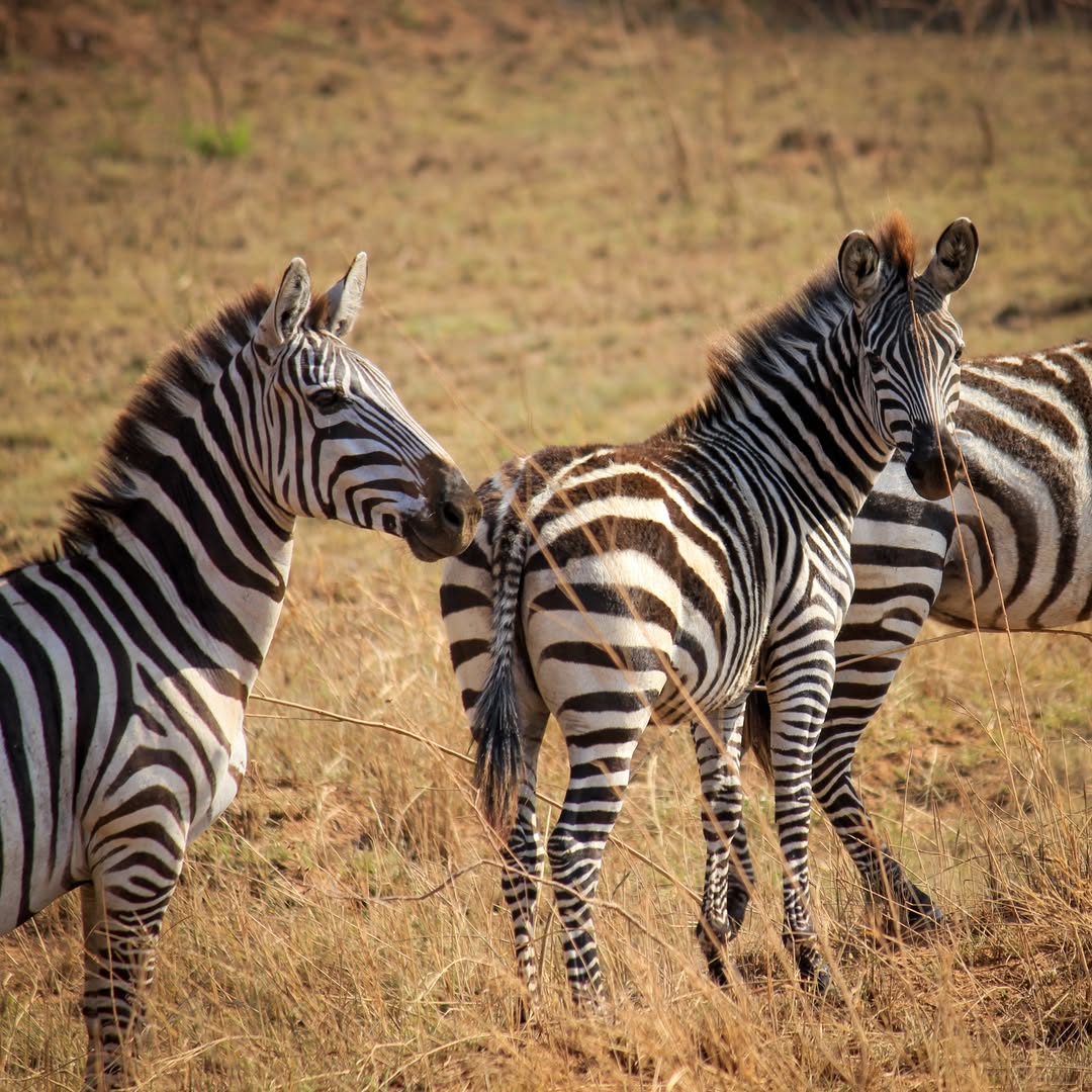 Day 1 -  Arusha – Tarangire National Park