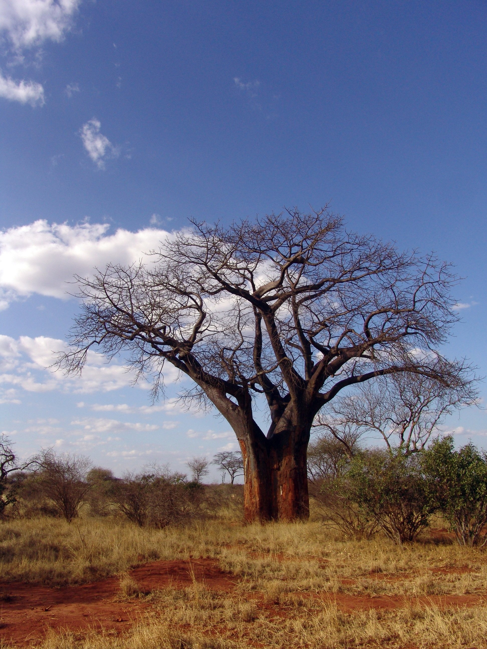 Day 1 - Arrival & Morning Game Drive