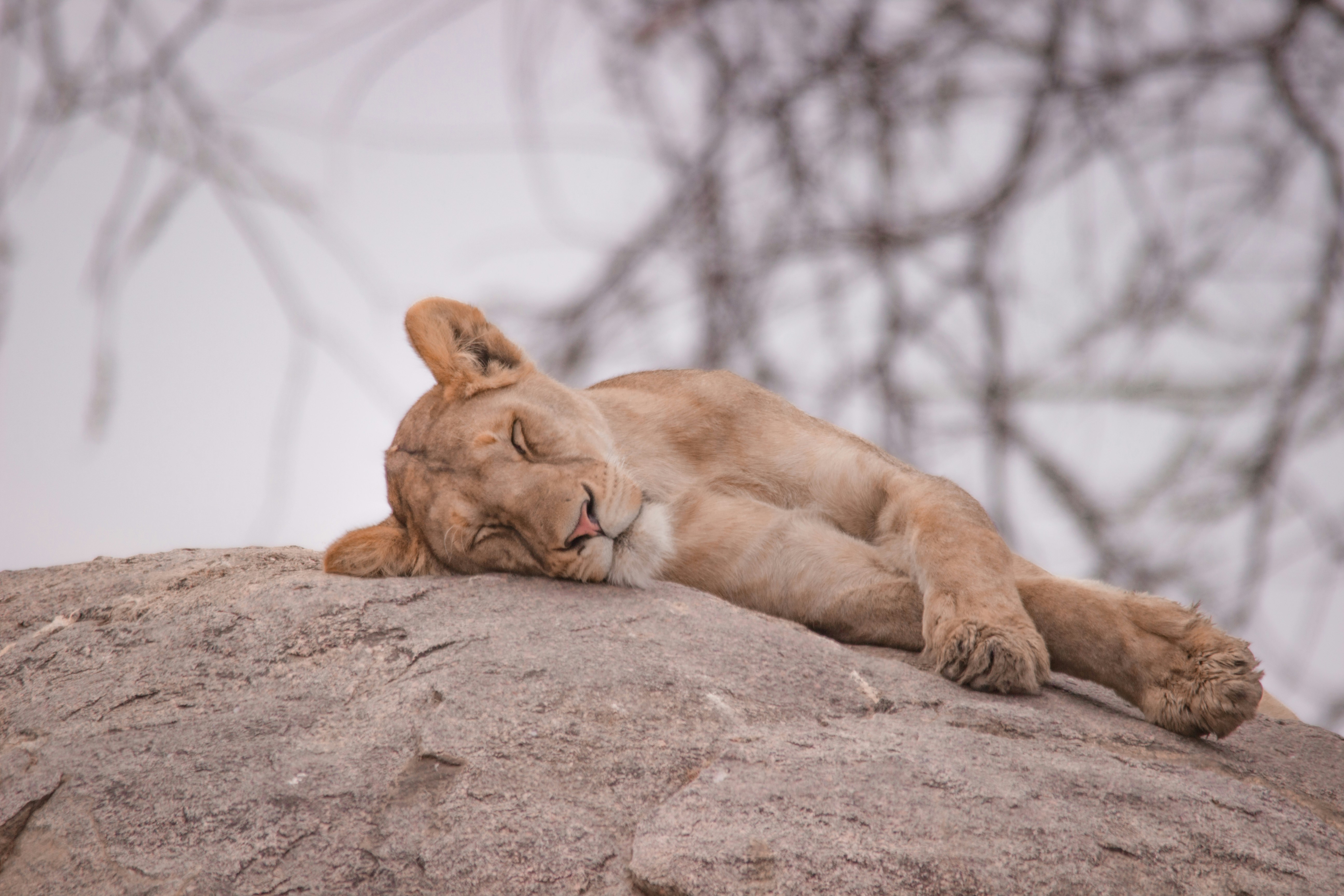 Day 1 - Arusha – Serengeti National Park
