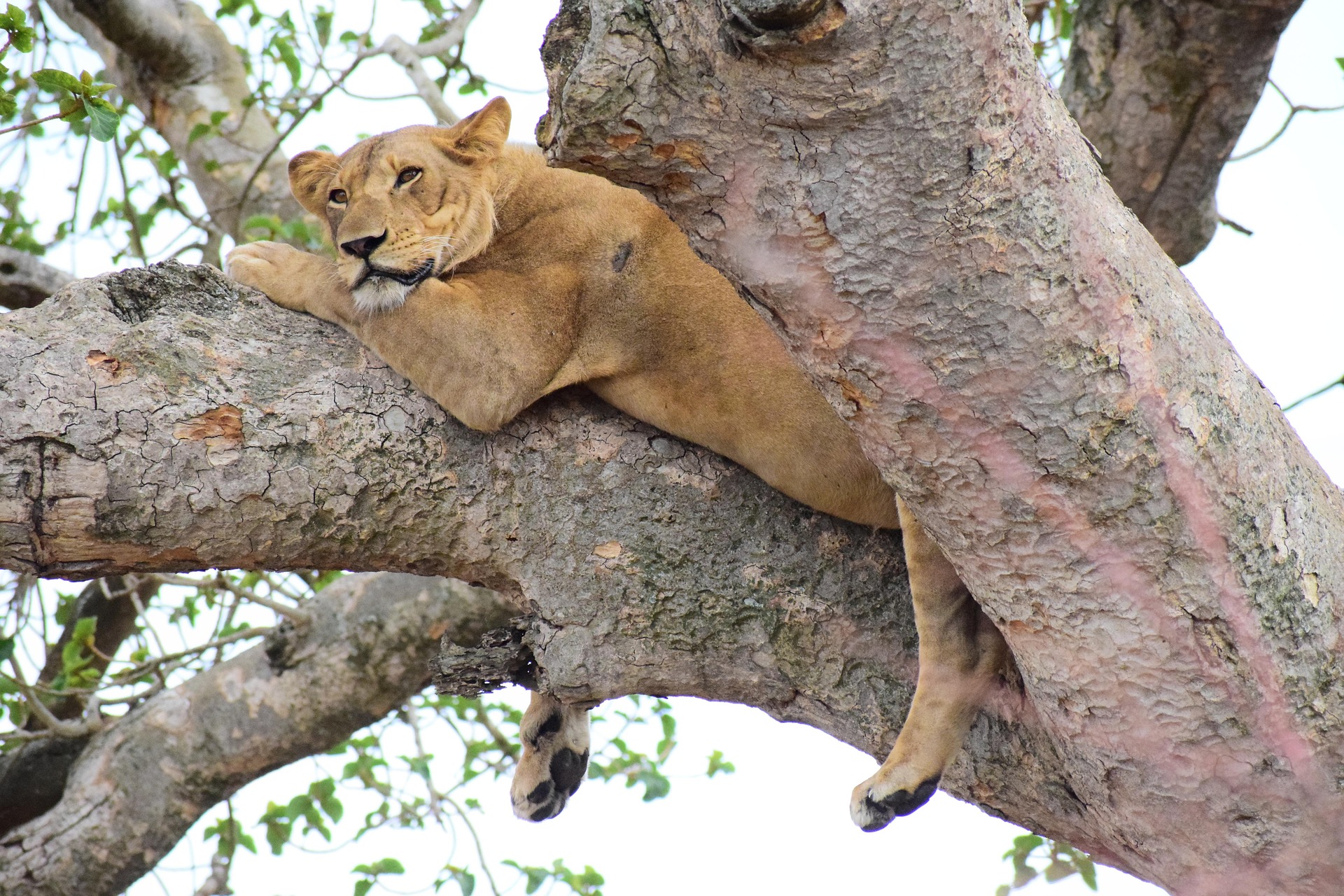 Day 1 - Arusha – Serengeti National Park