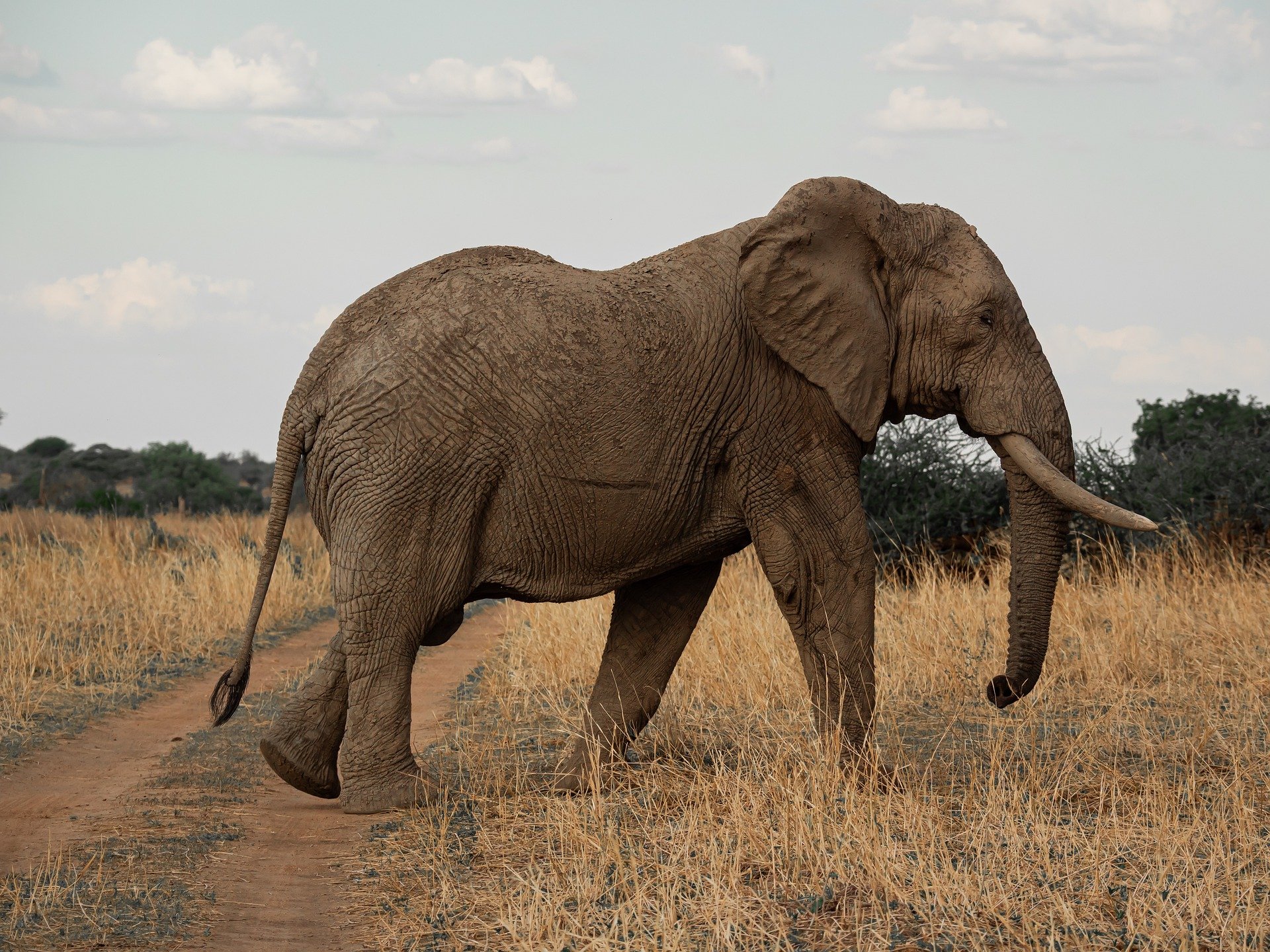 Day 1 - Arrival – Tarangire National Park 