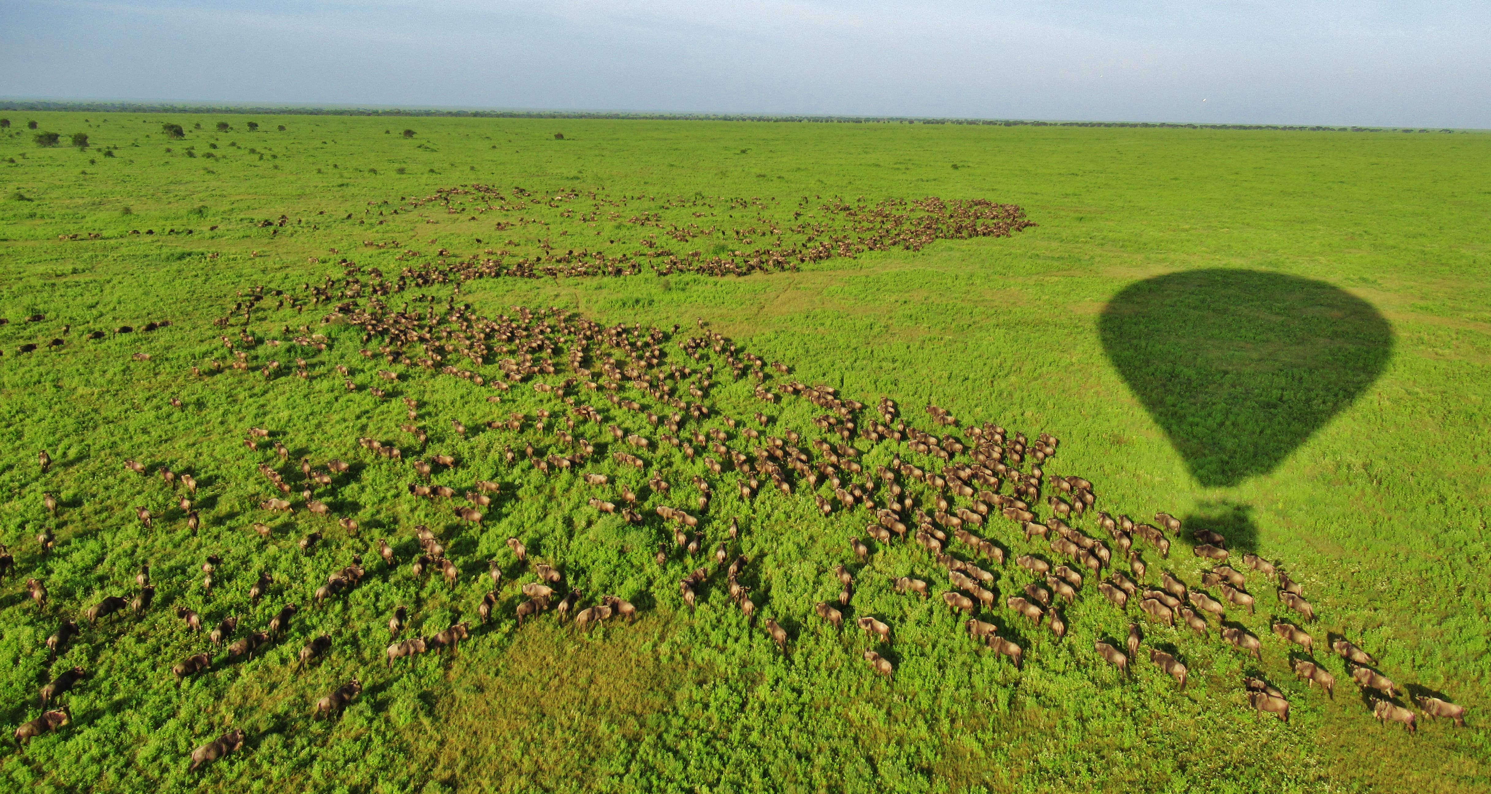 Day 1 - Fly Into Serengeti National Park