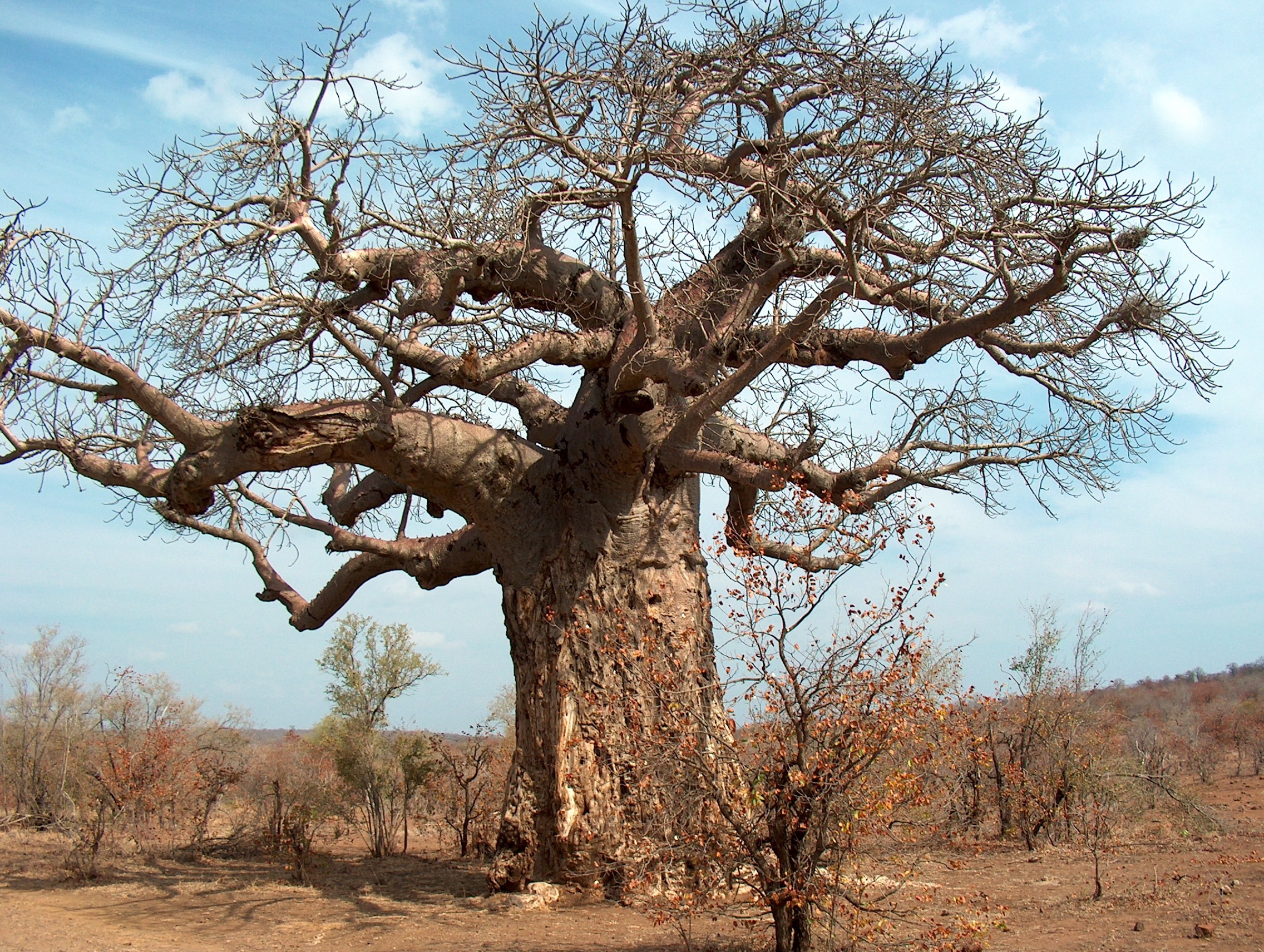 Day 1 - Arusha – Tarangire National Park