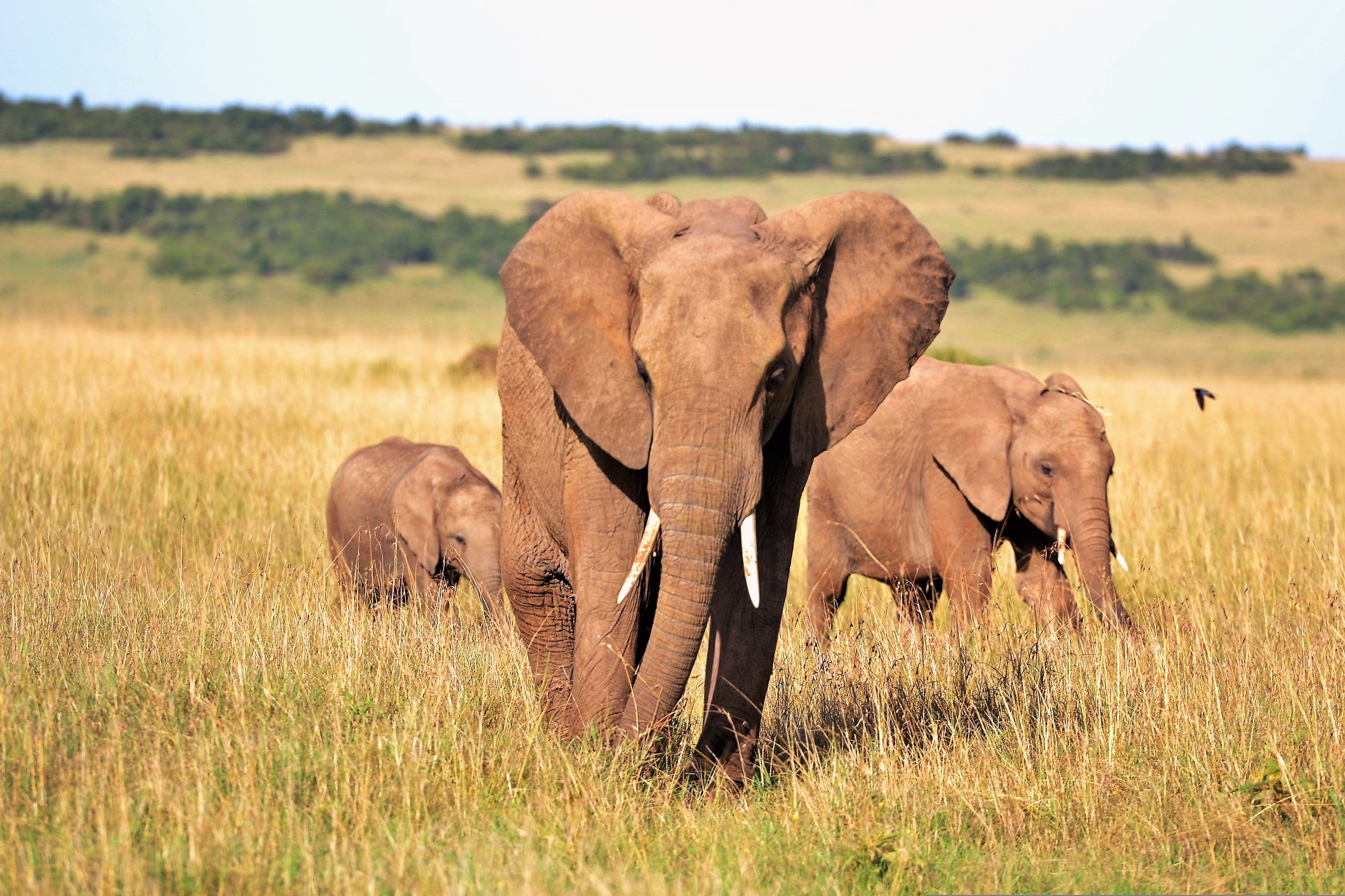 Day 1 - Arusha – Tarangire National Park
