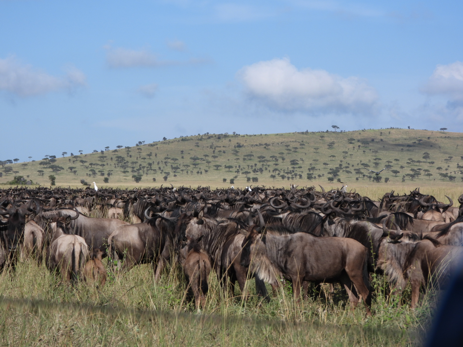 Great Migration & River Crossing in Serengeti