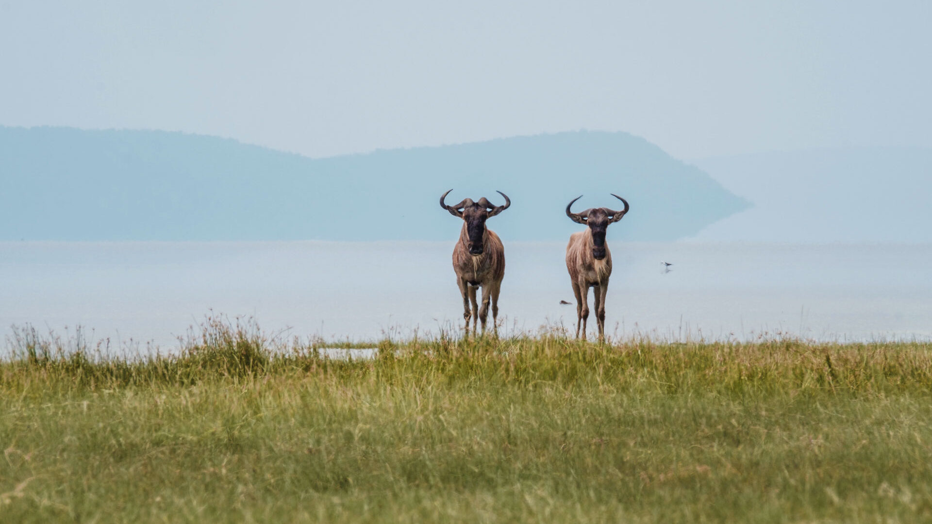6 Days / 5 Nights Luxury Calving Season in Ndutu