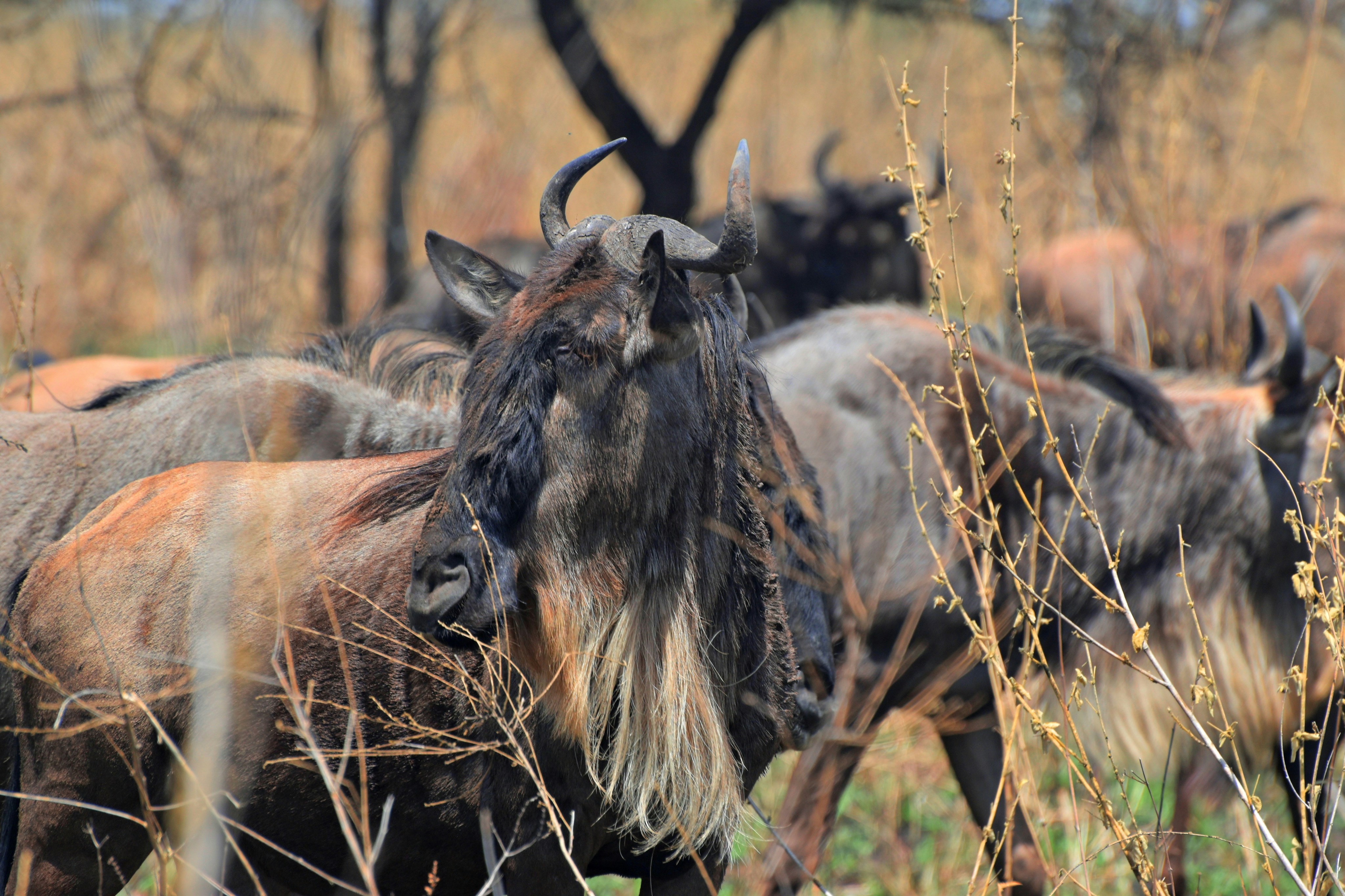 Tanzania Wildebeest Migration Safari: 9 Days of Spectacle & Adventure