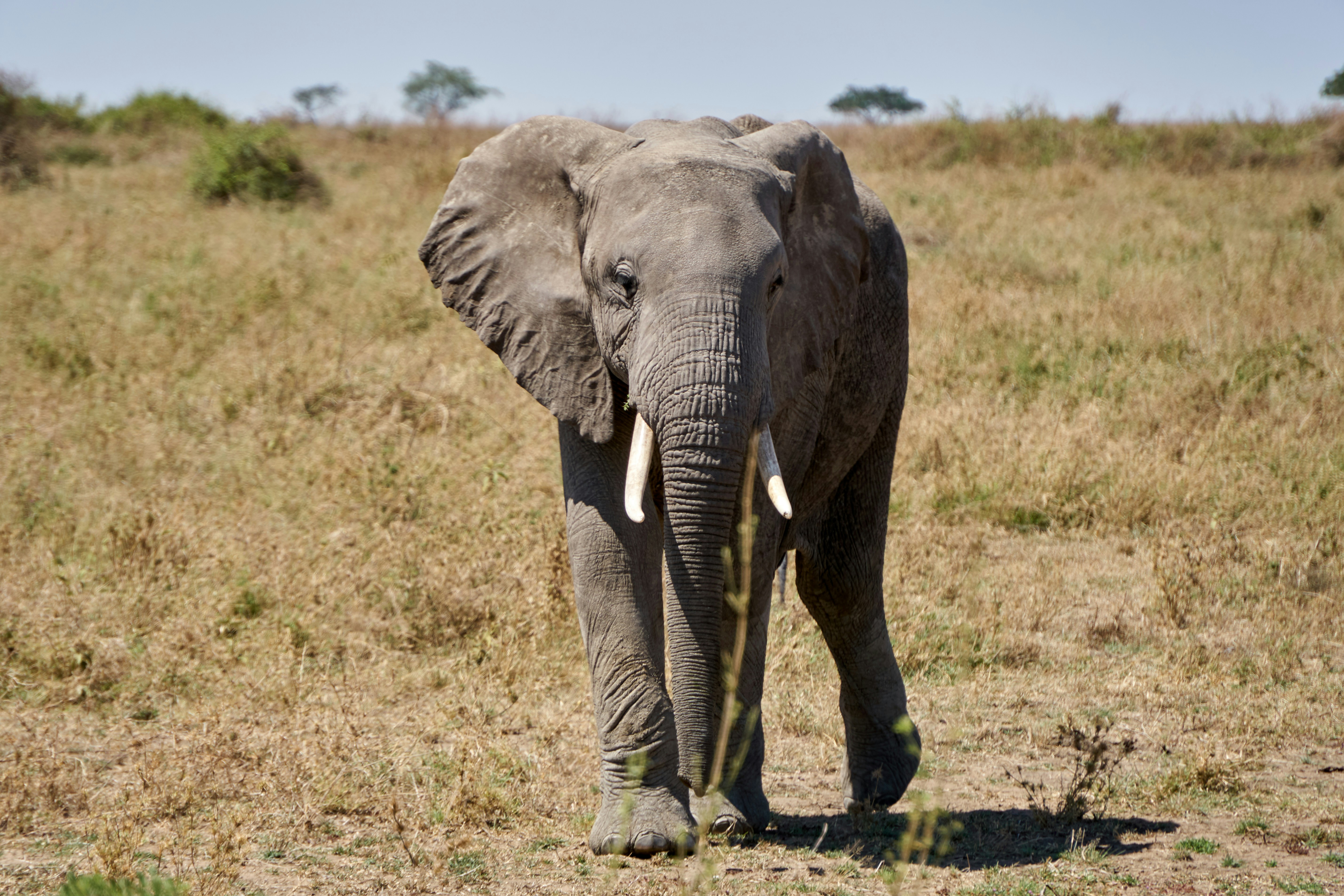 Tarangire National Park Exclusive Day Adventure: The Realm of Giants