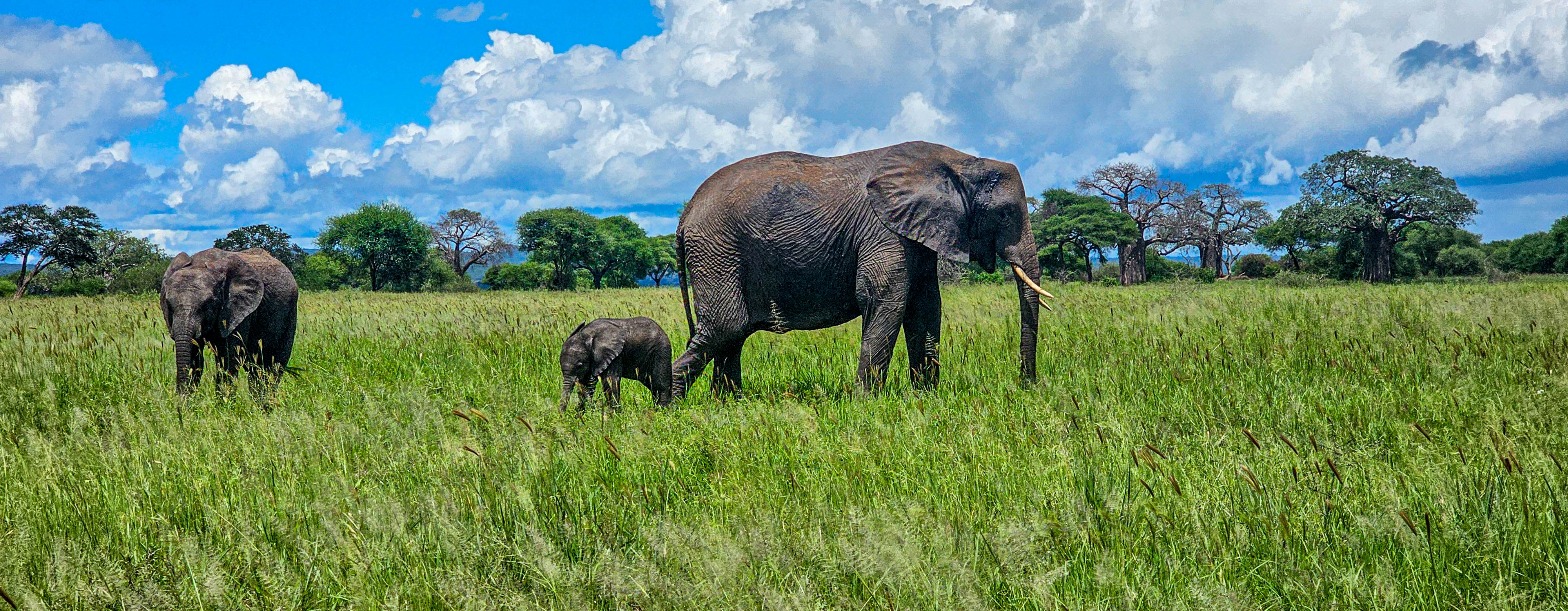 5 Day Winter Migration Safari – Calving Season