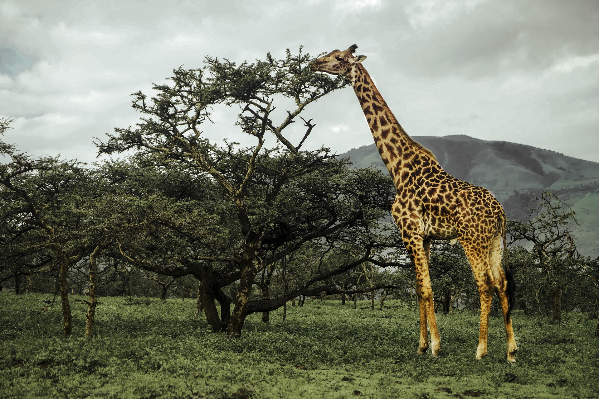 Wild Wonders of Tanzania: An 8-Day Big Five Journey