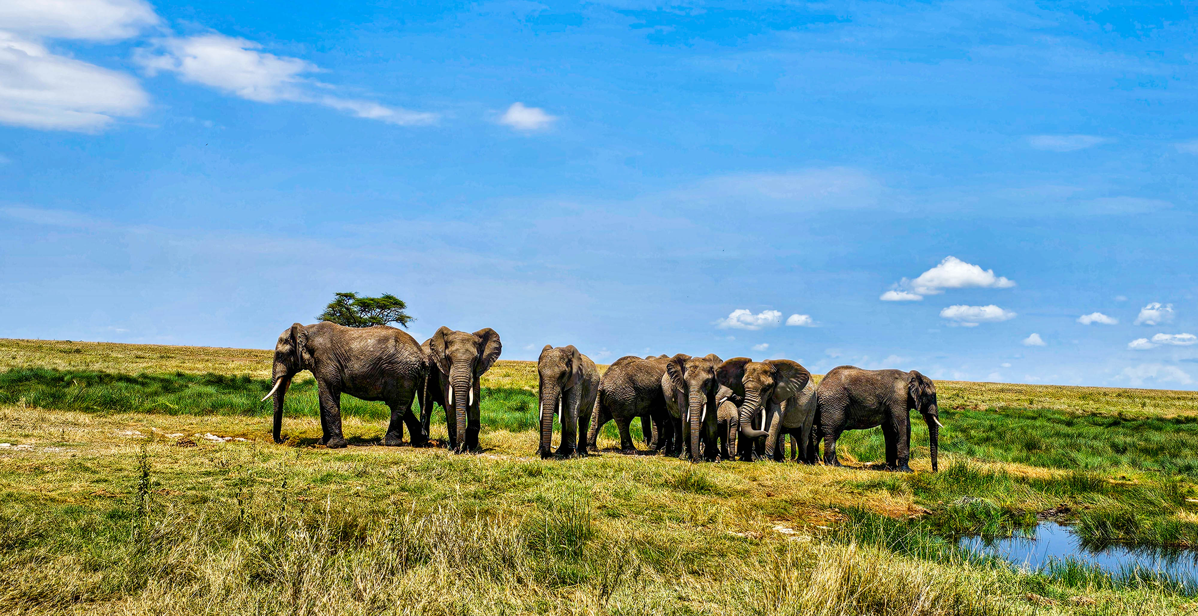 11 Day Great Migration Safari at Mara River Crossing
