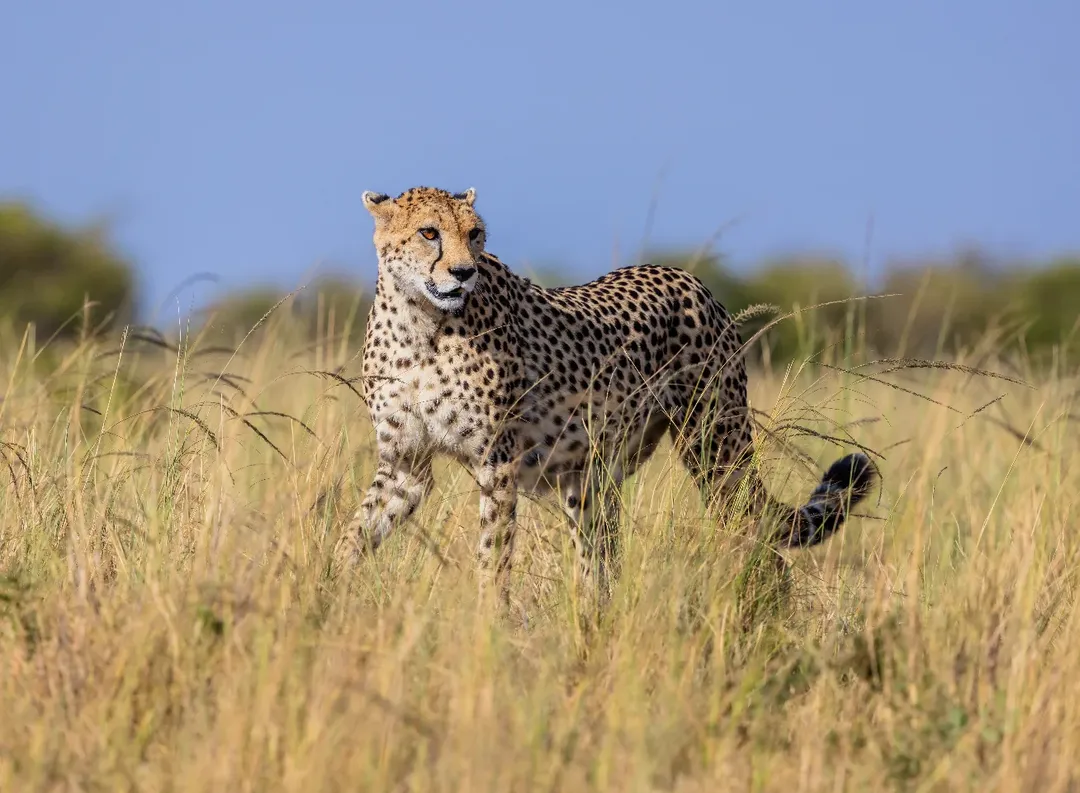 12 Day Winter Escape Safaris and Big Five Premium Safari