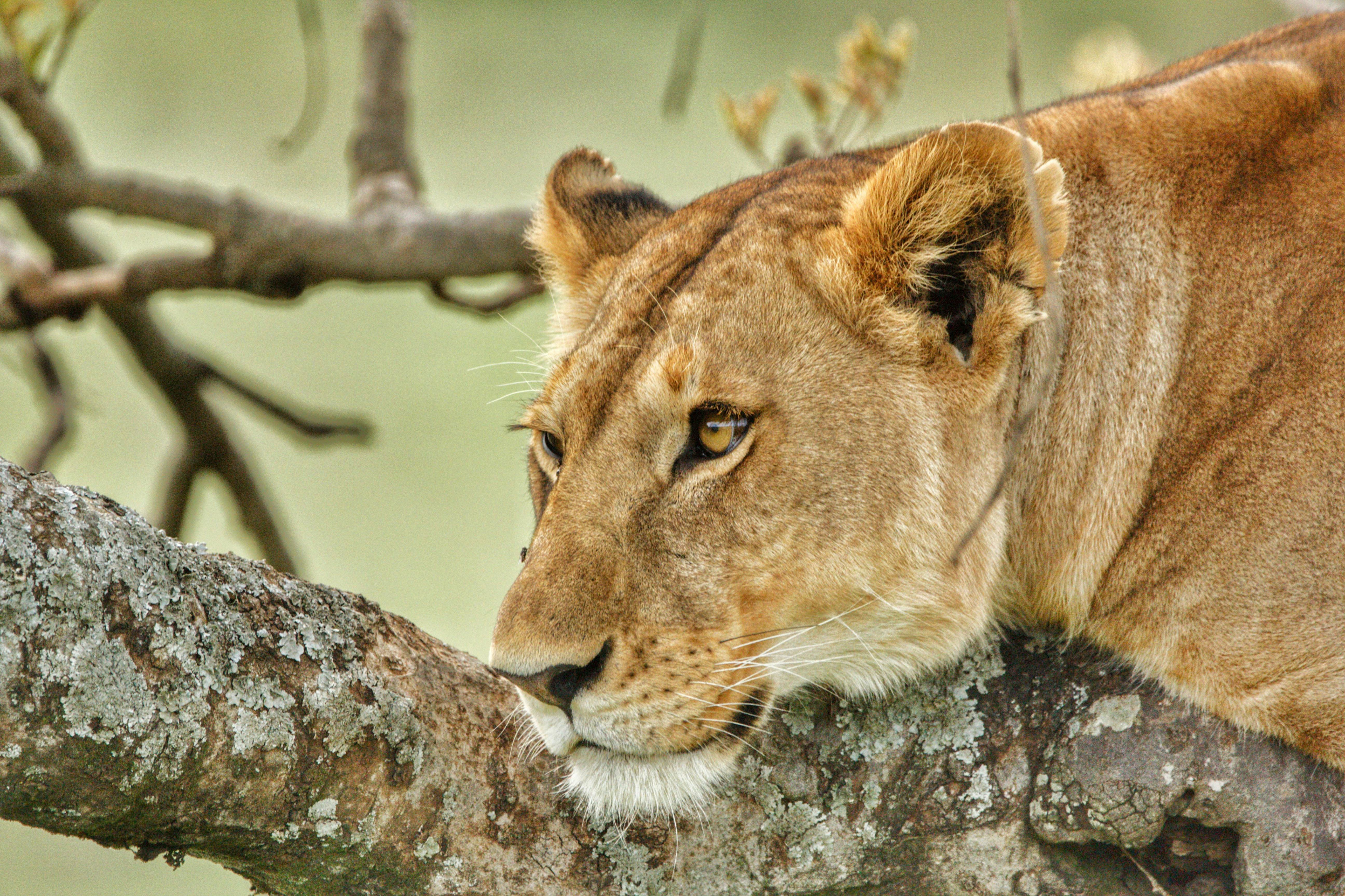 Lioness relaxing on the Tree