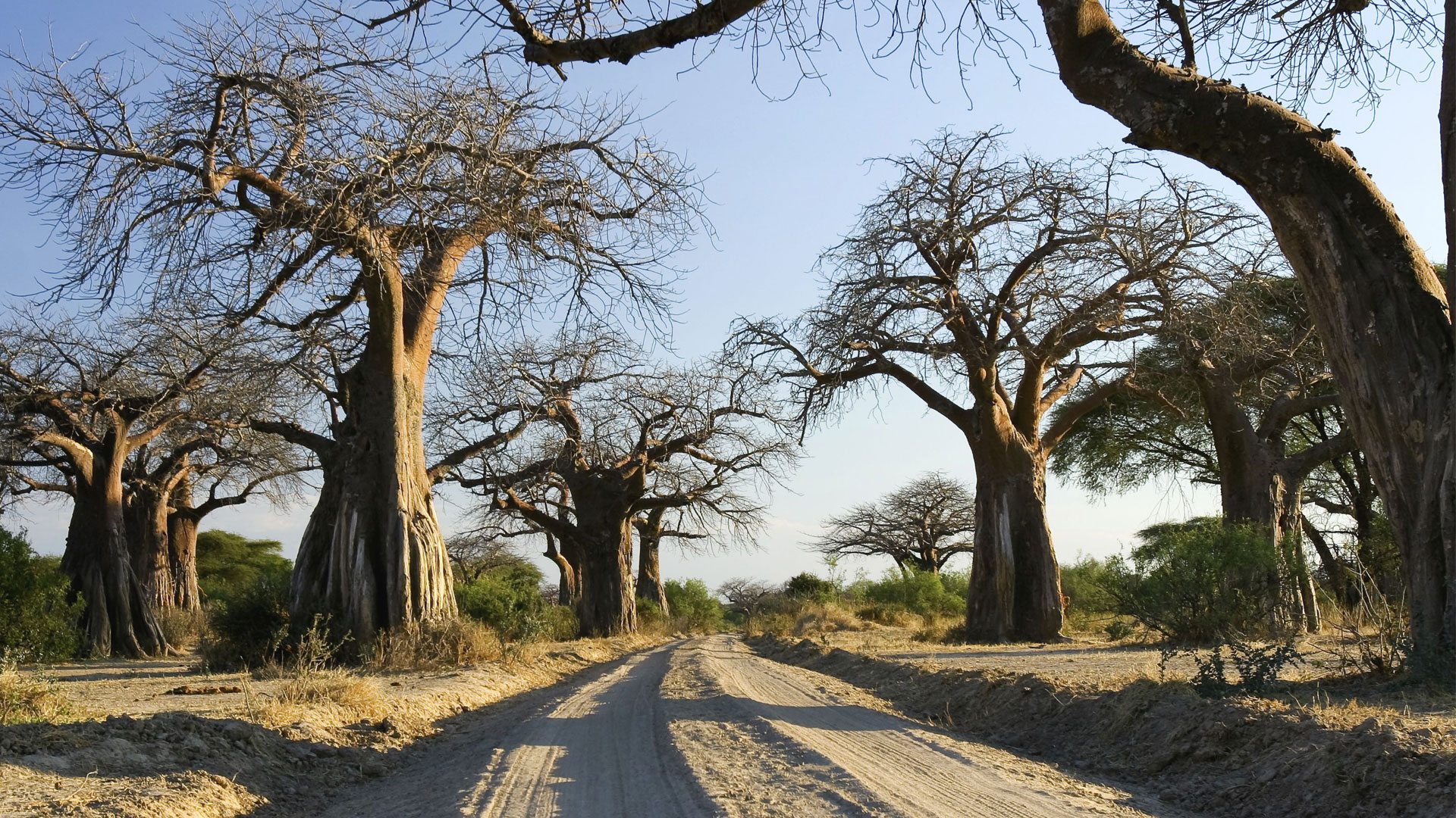 Ancient Baobab Trees at the Ruaha National Park