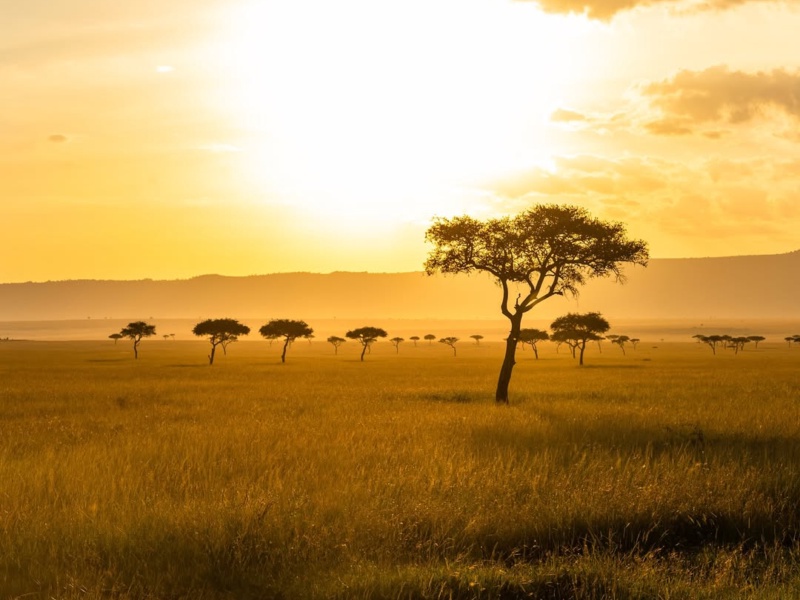 land scape