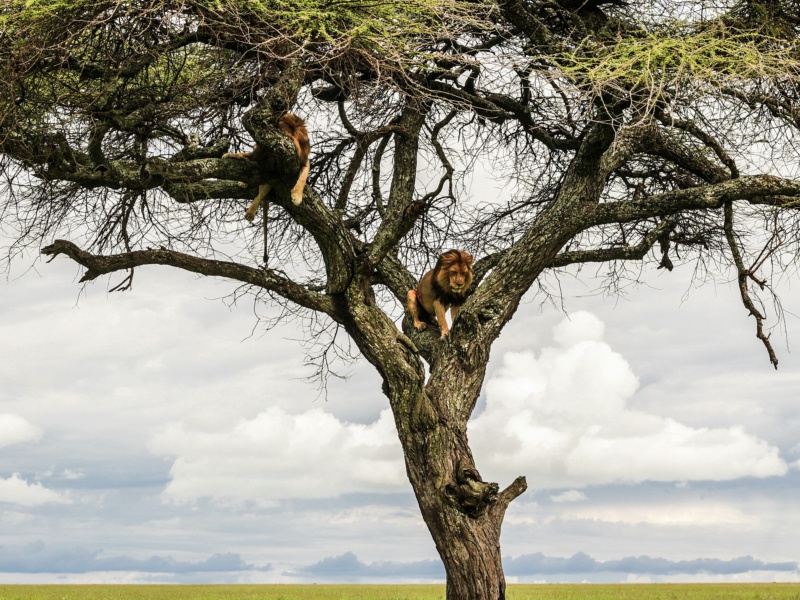 Lion on a Tree in the Serengeti Park