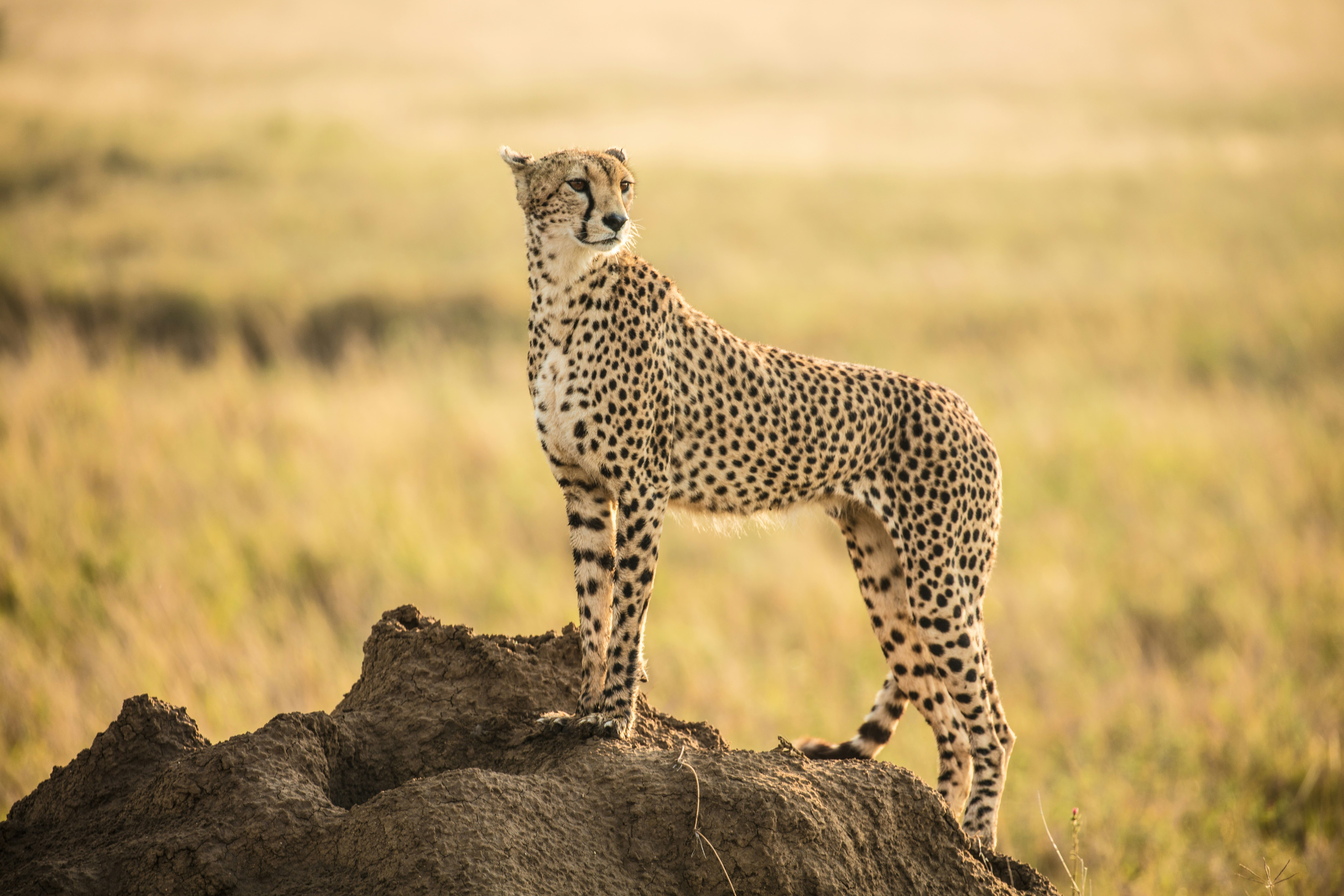 Cheetah in the Serengeti National Park