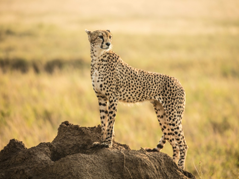 Cheetah in the Serengeti National Park